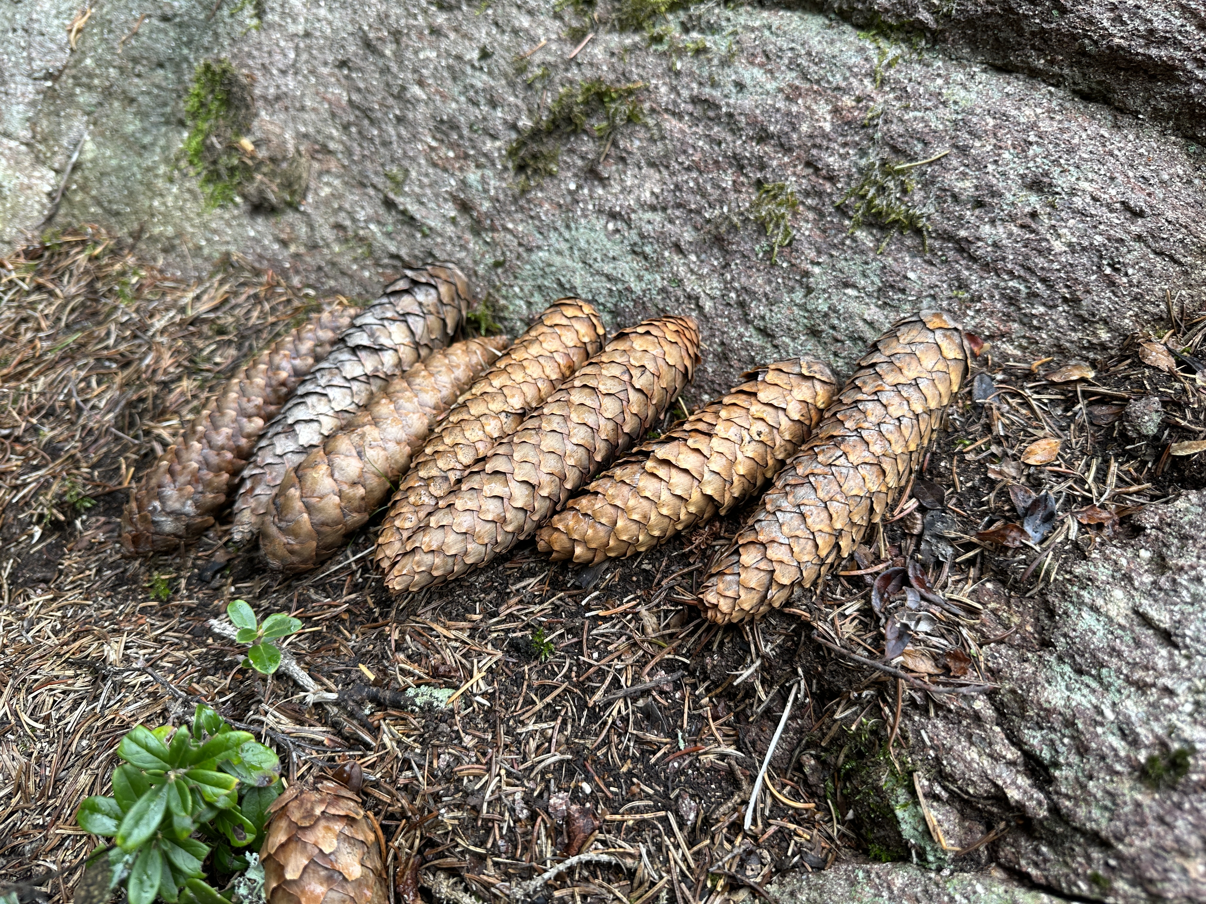 pine cones on ground