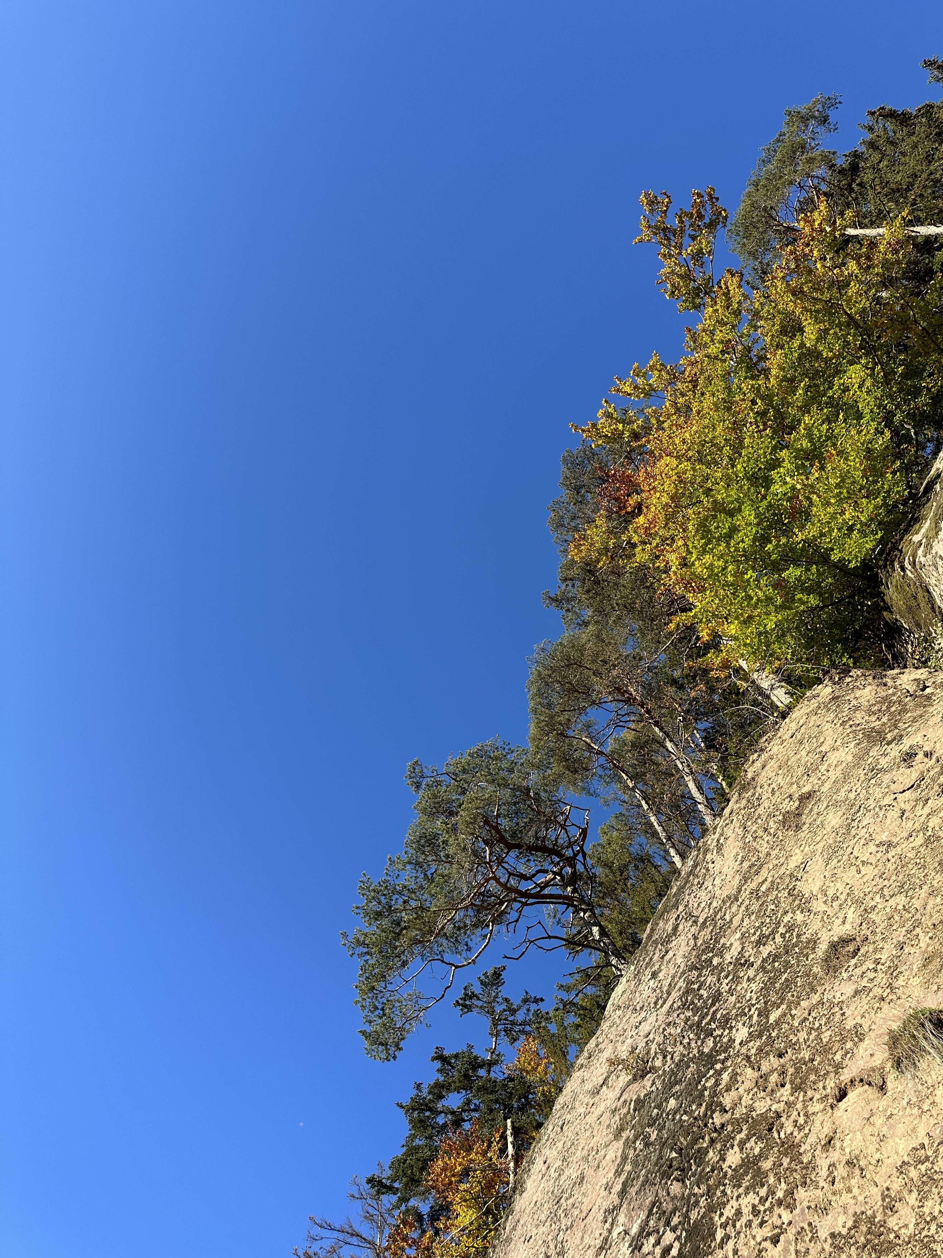 rocky cliff and trees
