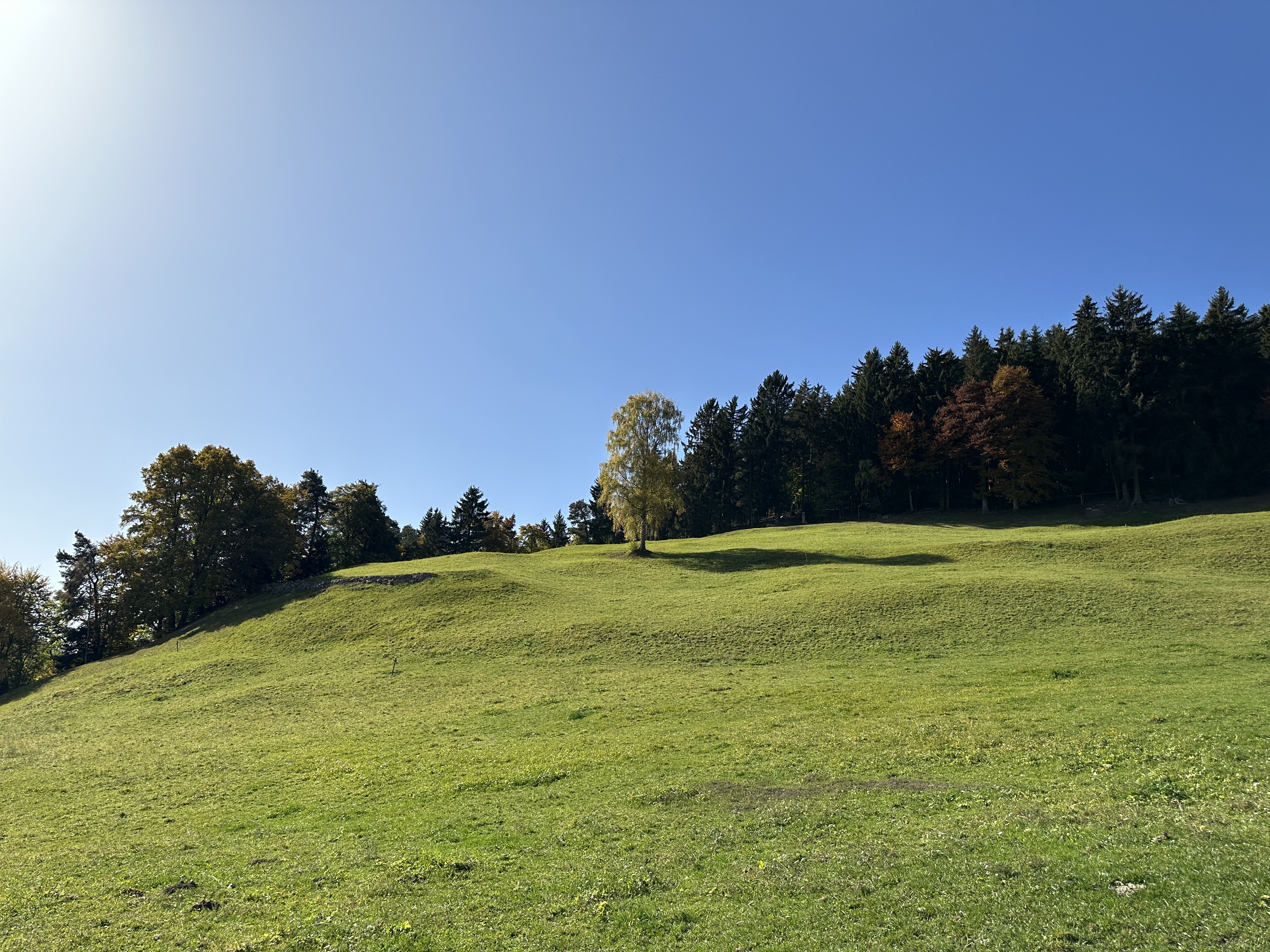 rolling hills forest edge