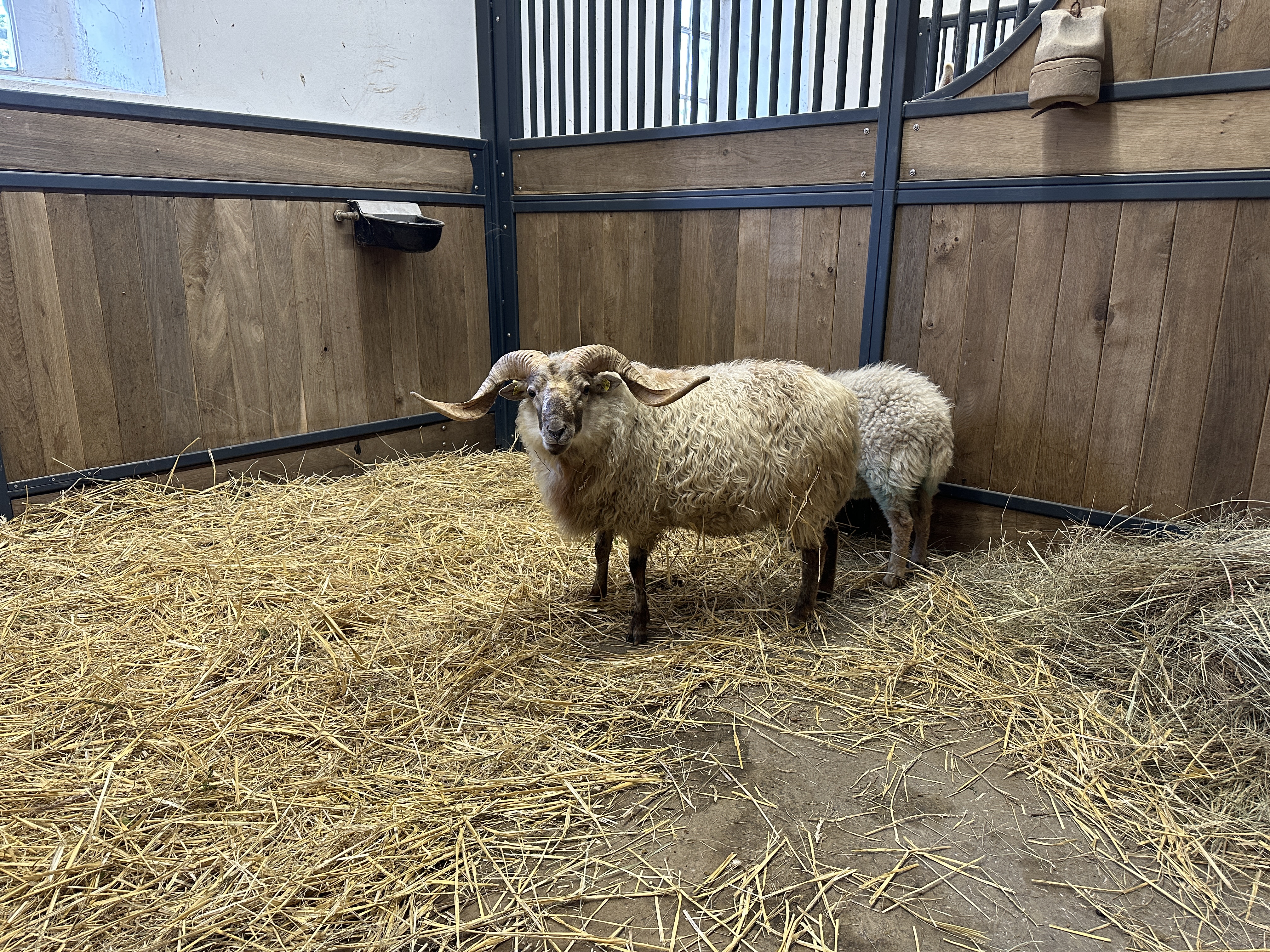 sheep in barn stall
