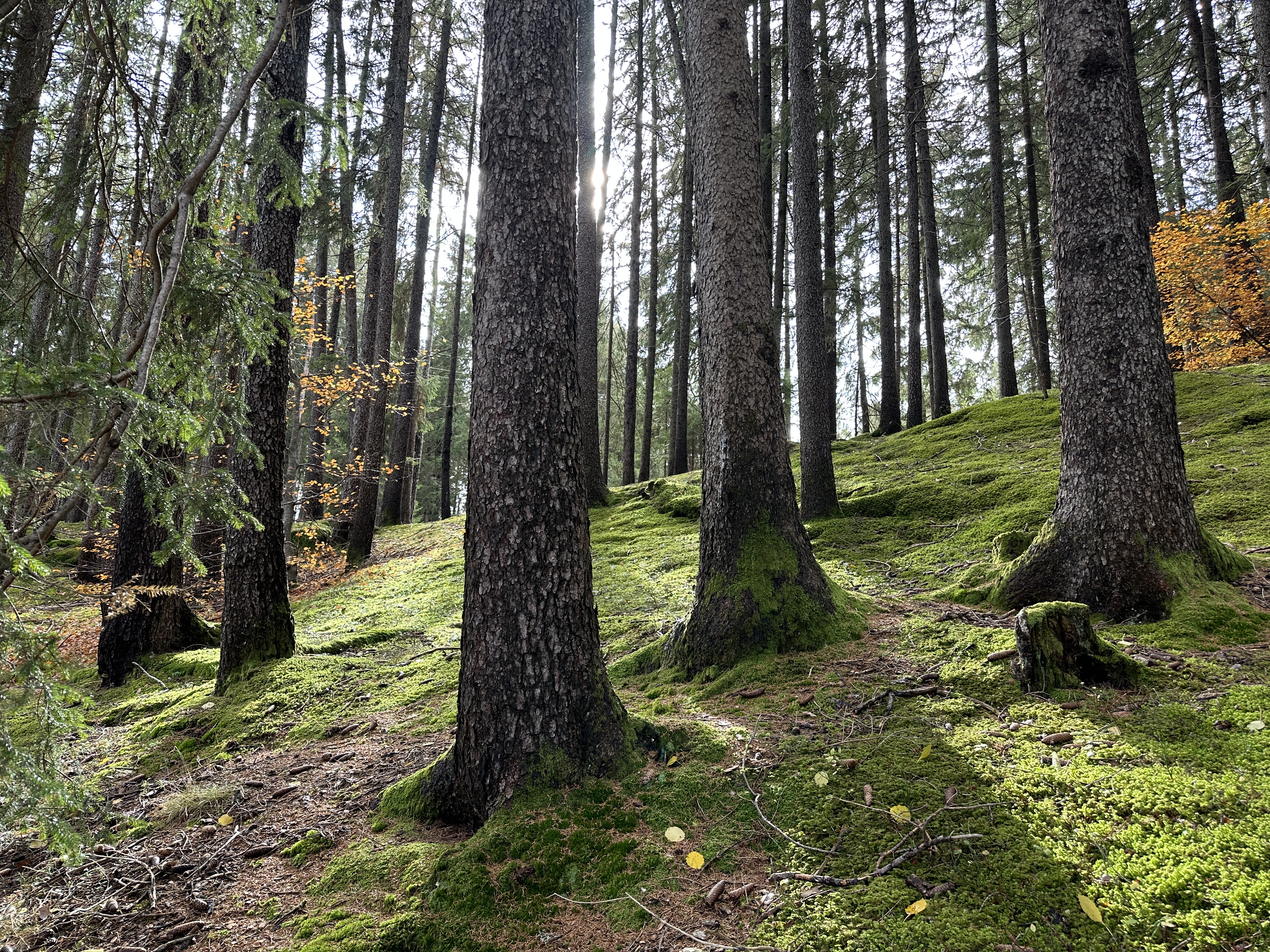 sunlit forest with tall trees
