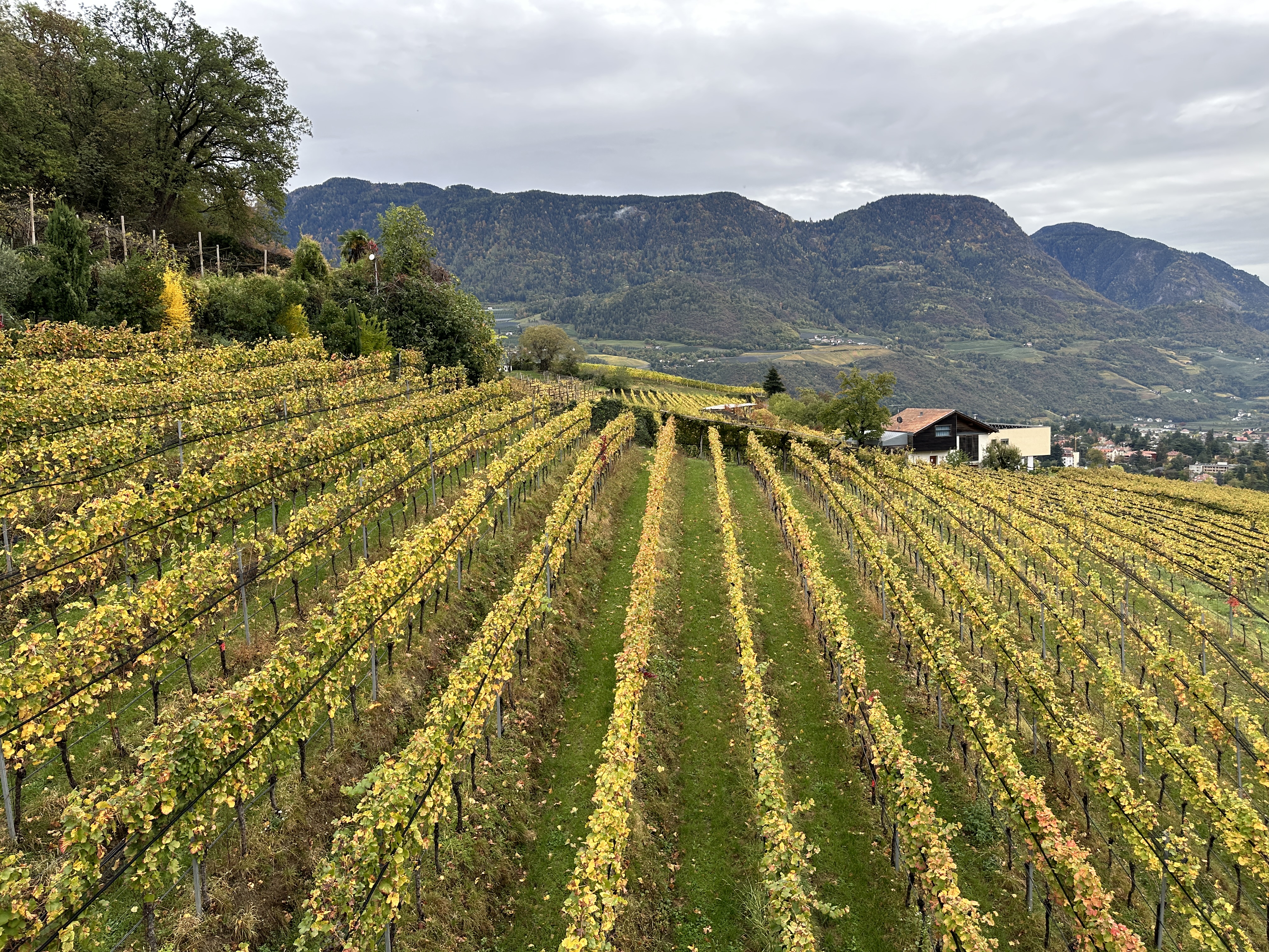 vineyard with mountain view