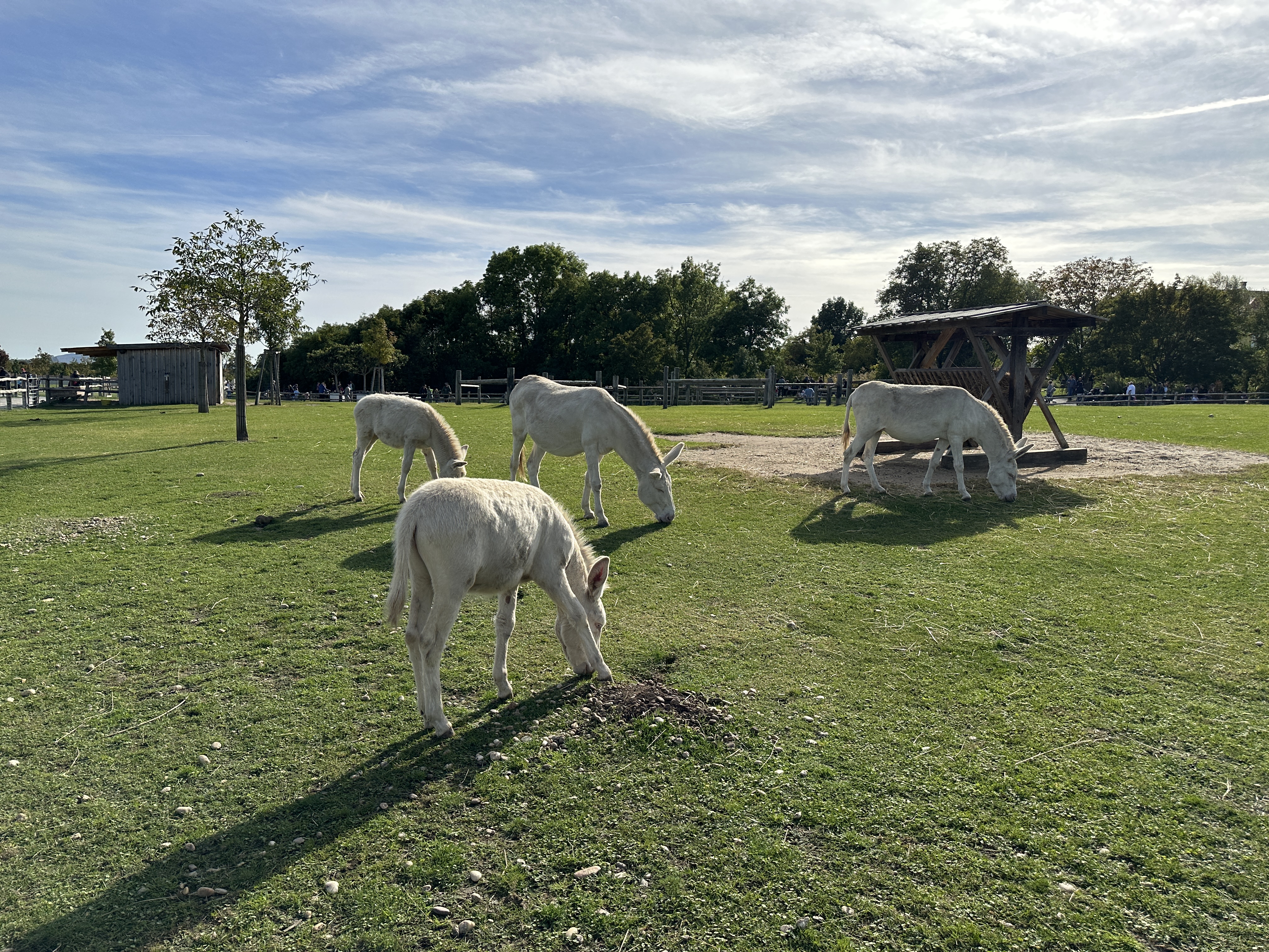 white donkeys grazing