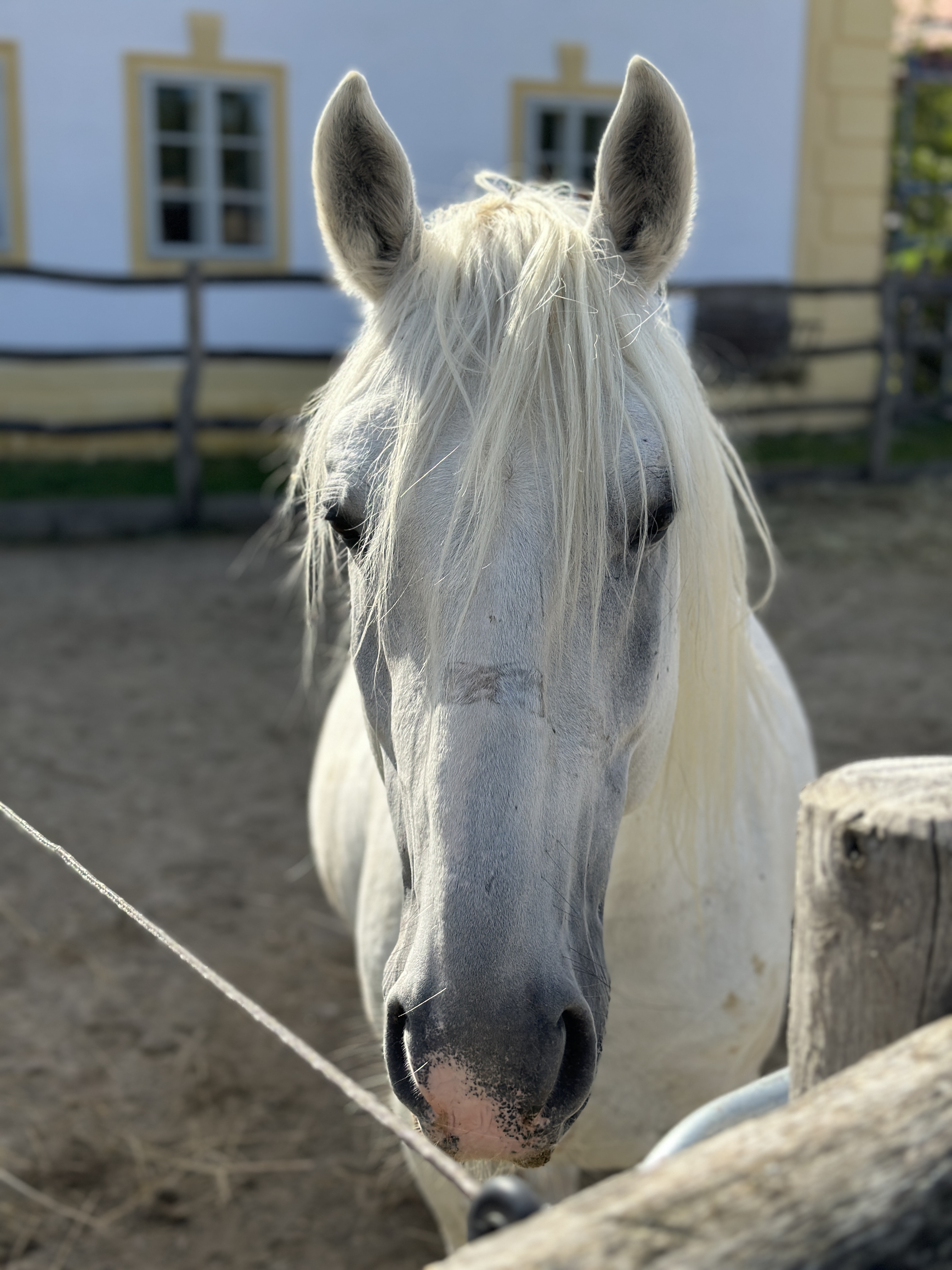 white horse closeup