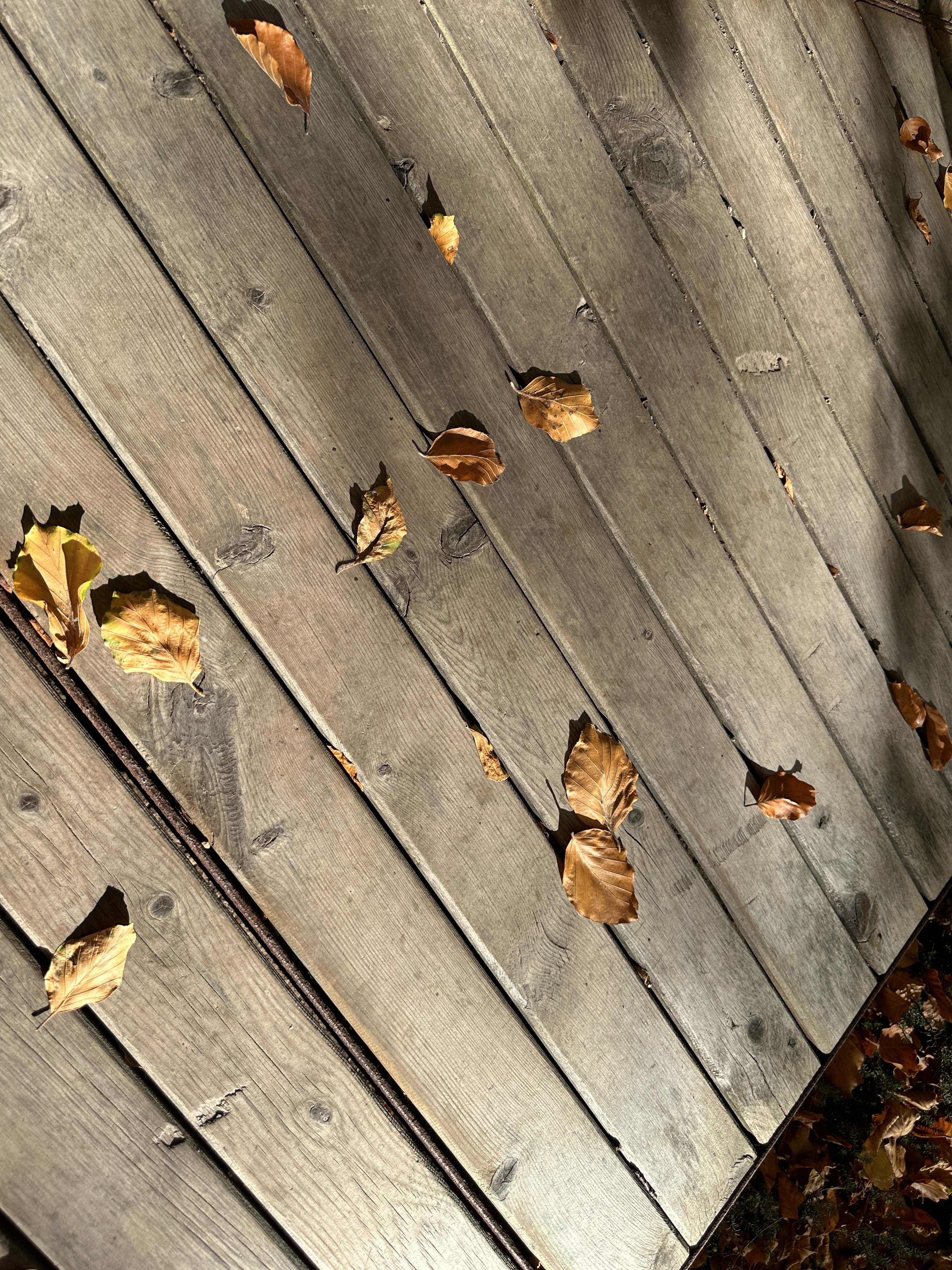 wooden deck with autumn leaves