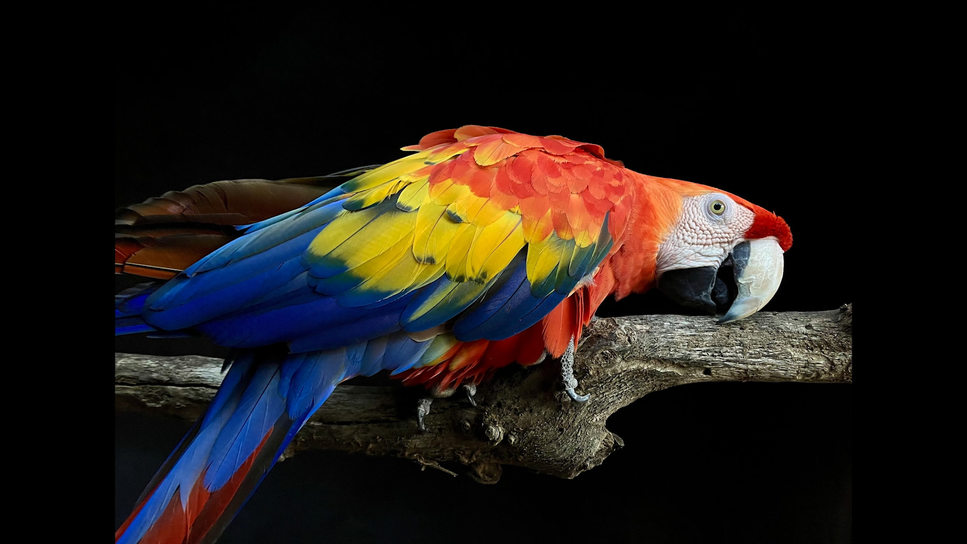 colorful parrot on branch