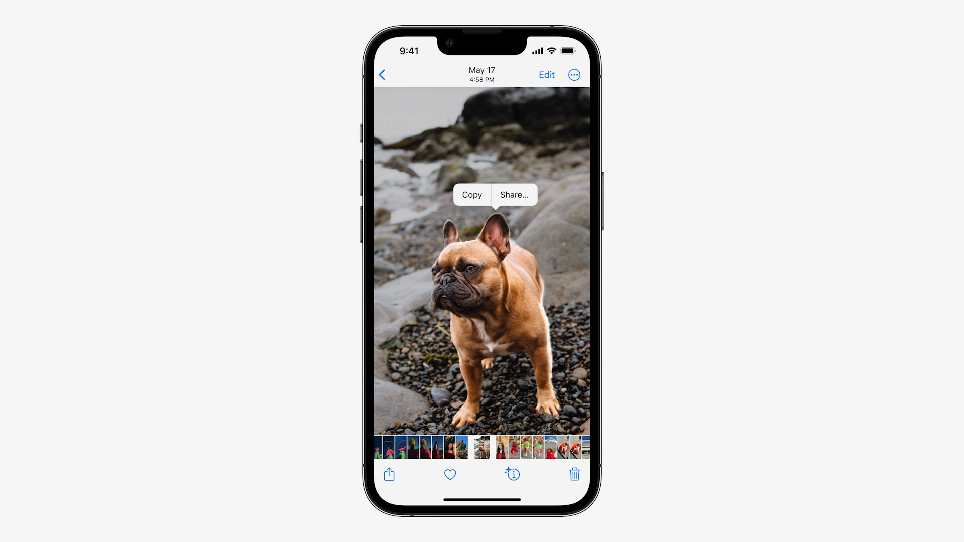 french bulldog copy share