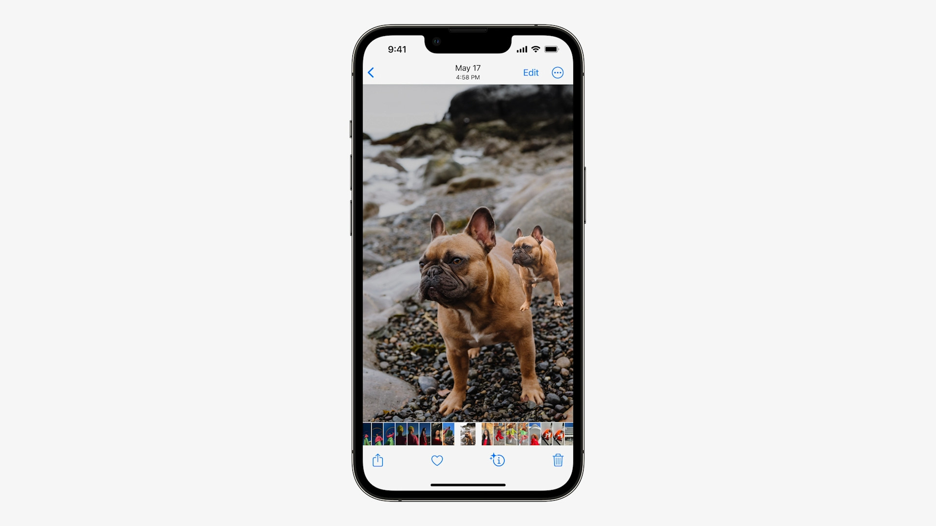 french bulldog on beach duplicate