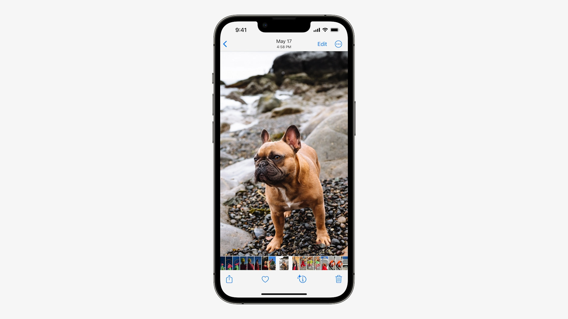 french bulldog on beach