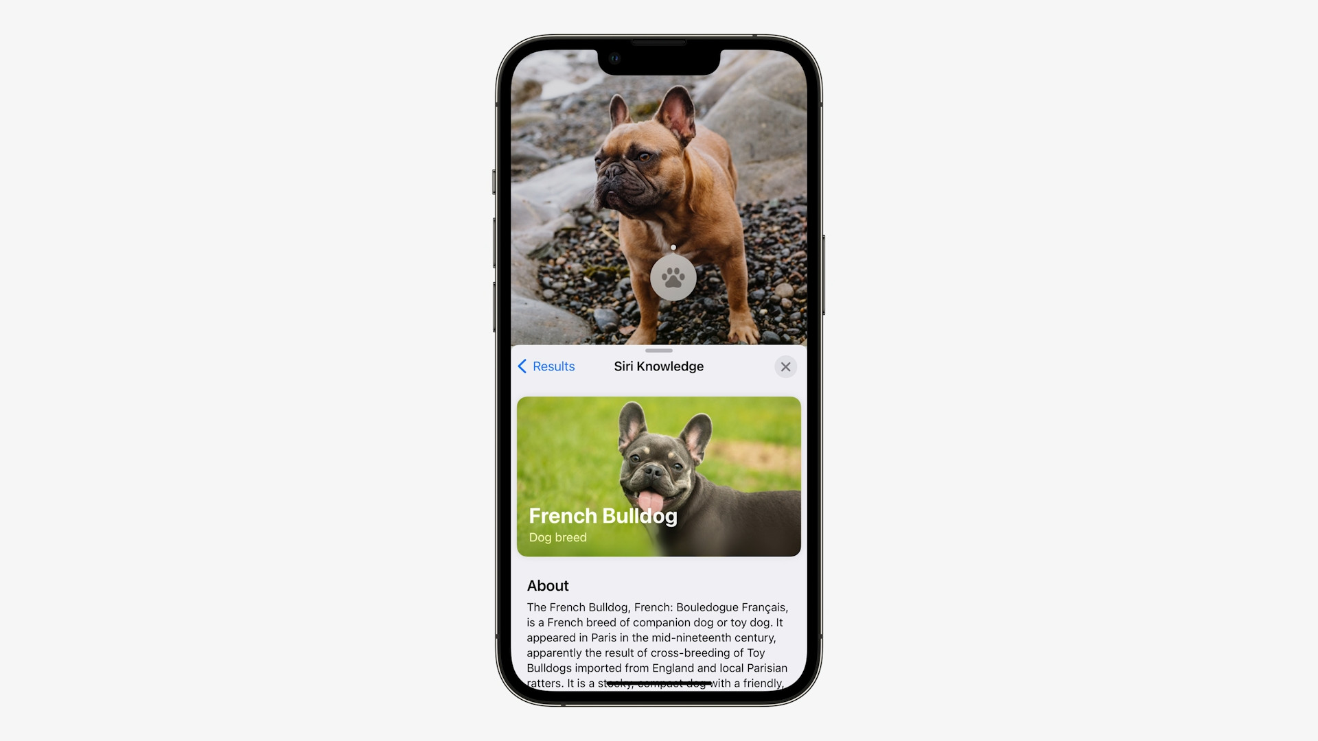 french bulldog siri knowledge