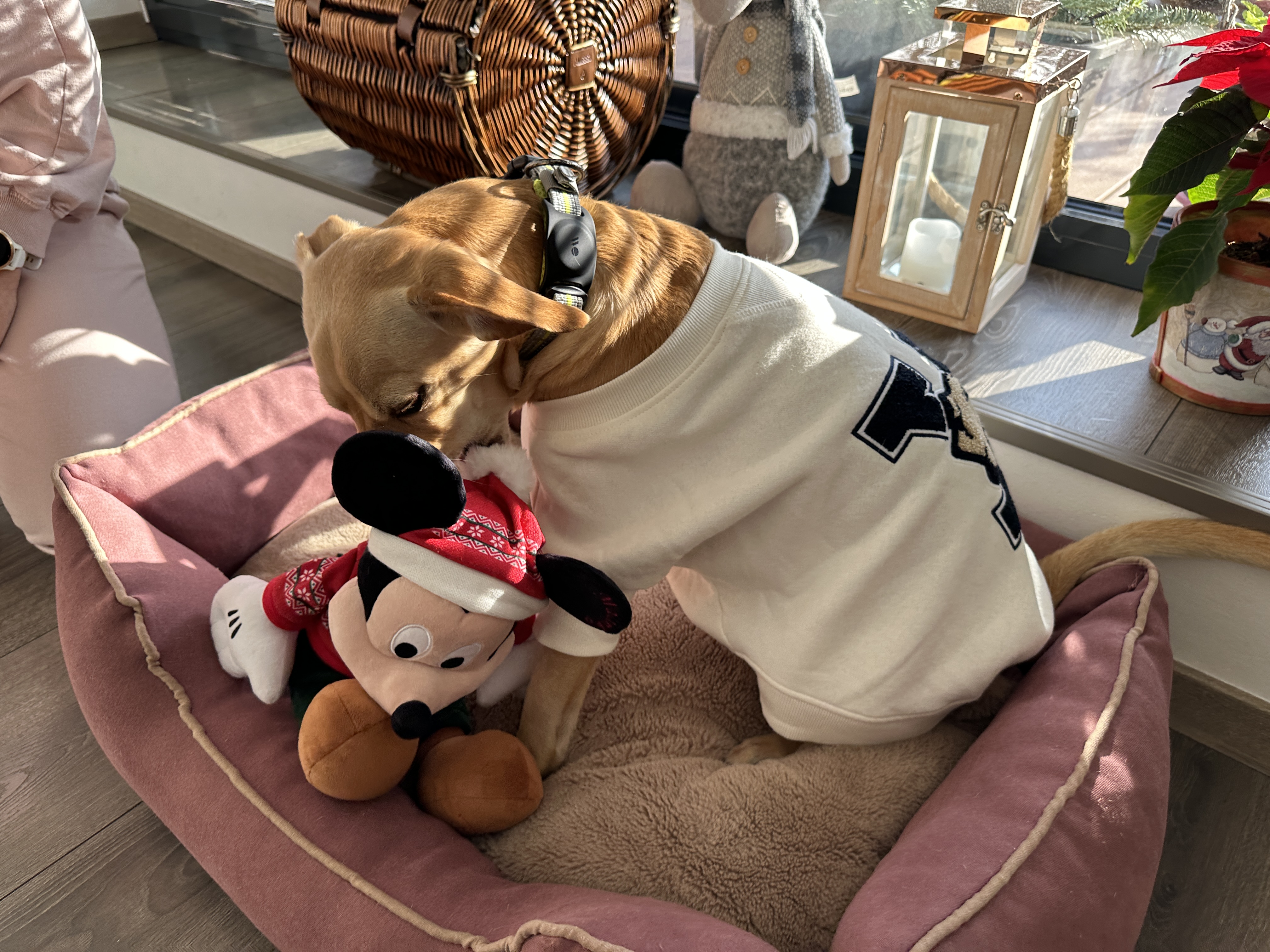 dog in bed with mickey mouse