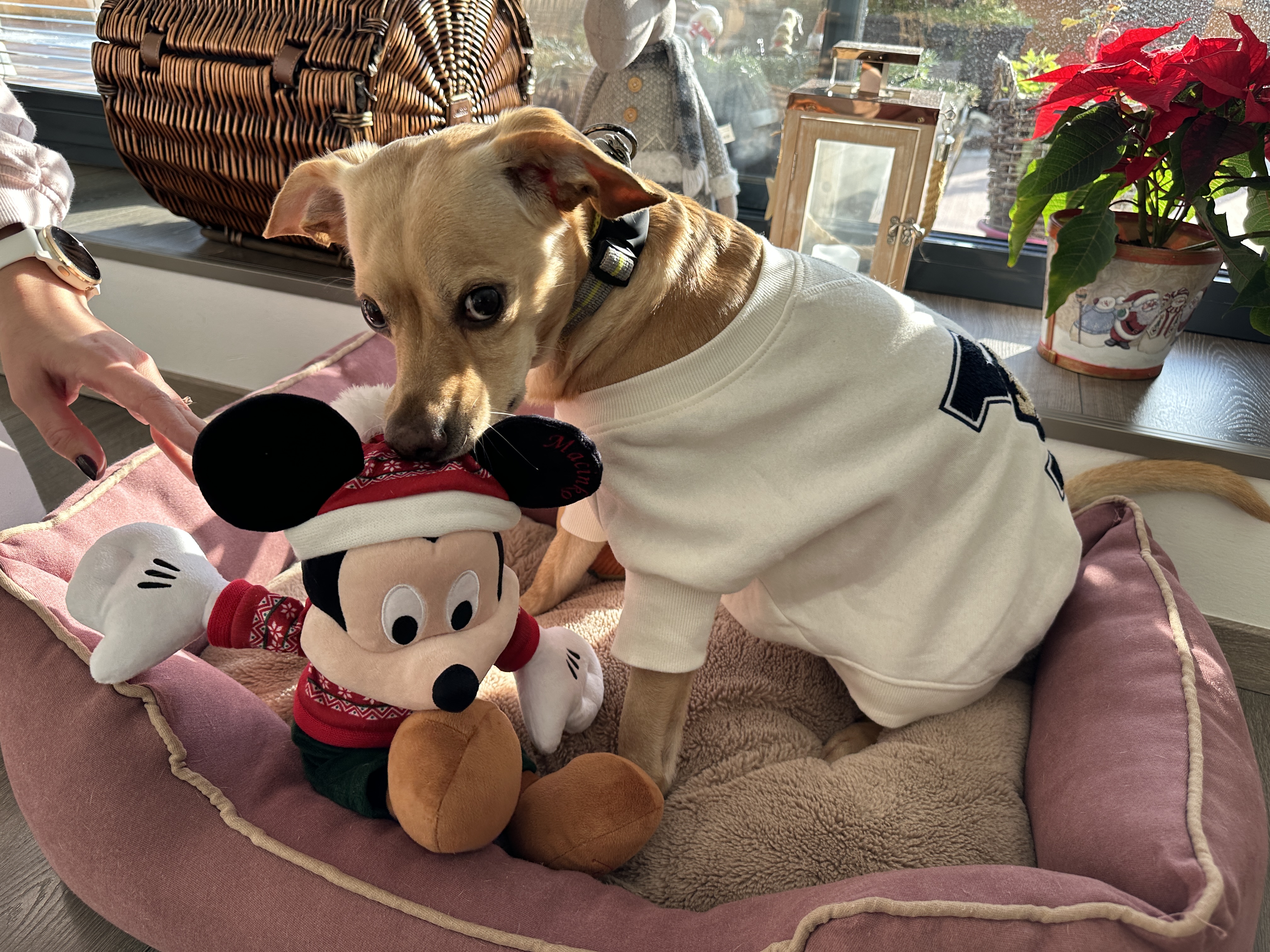 dog in bed with mickey toy