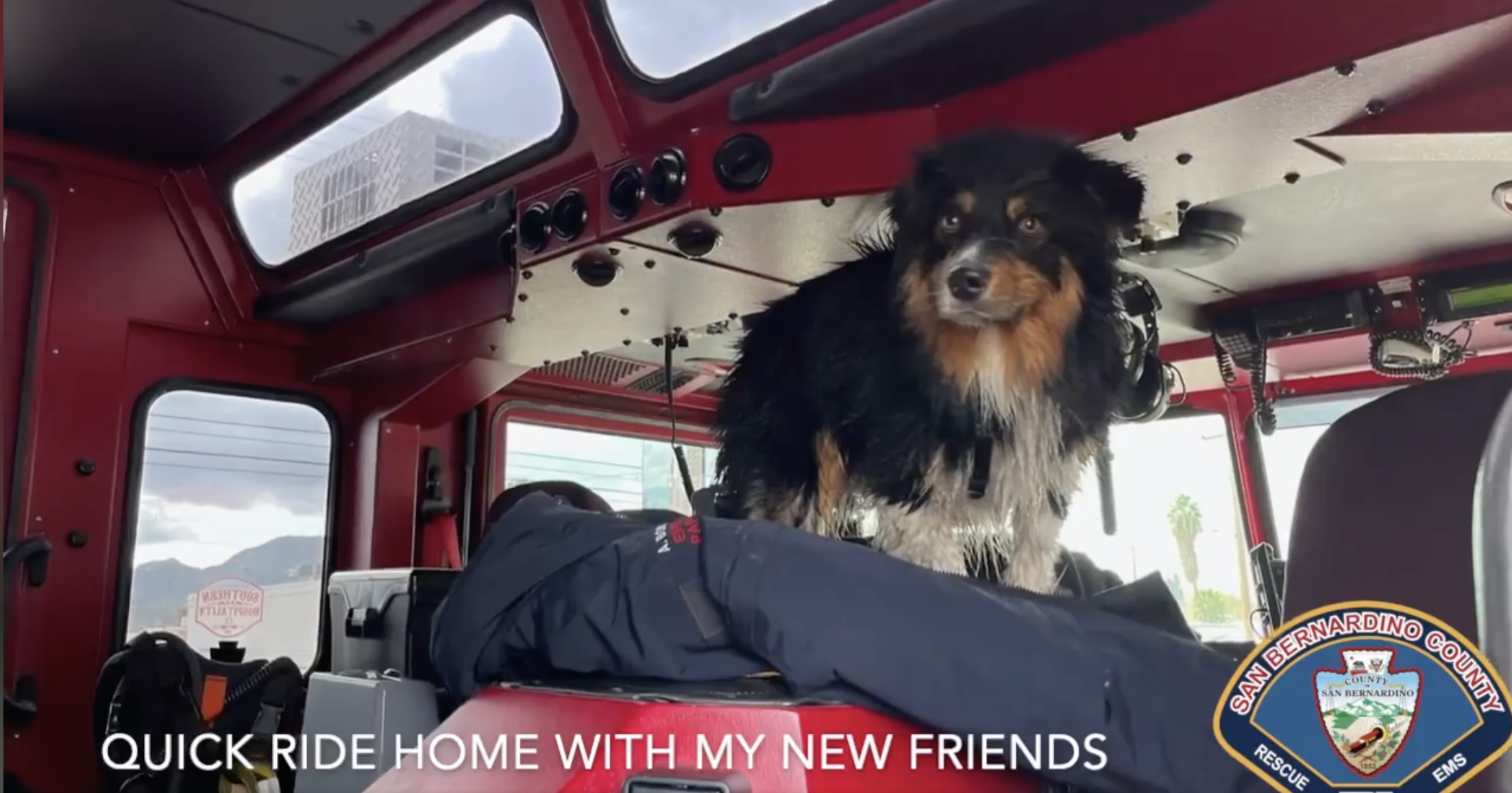 dog in fire truck