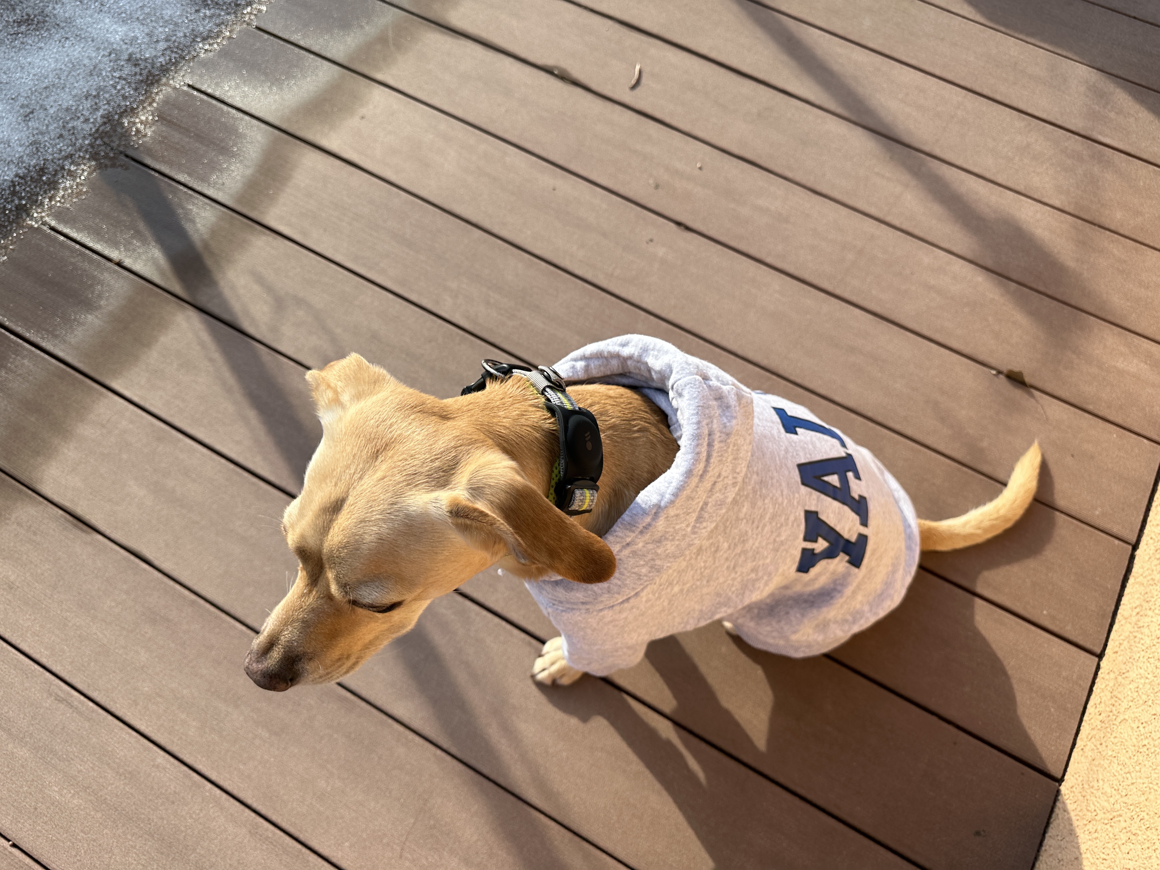 dog in gray sweater on deck