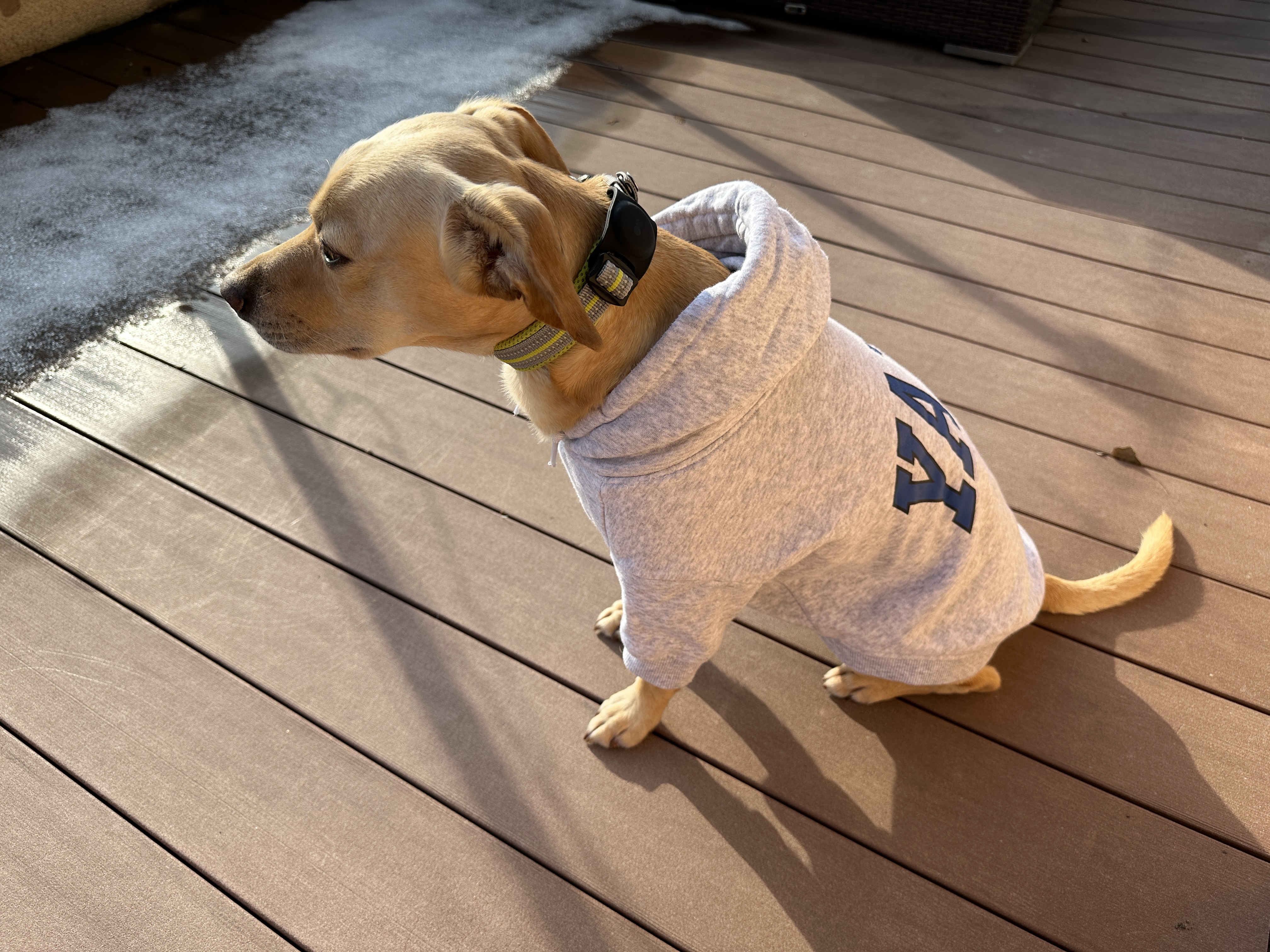 dog in gray sweater on wooden deck