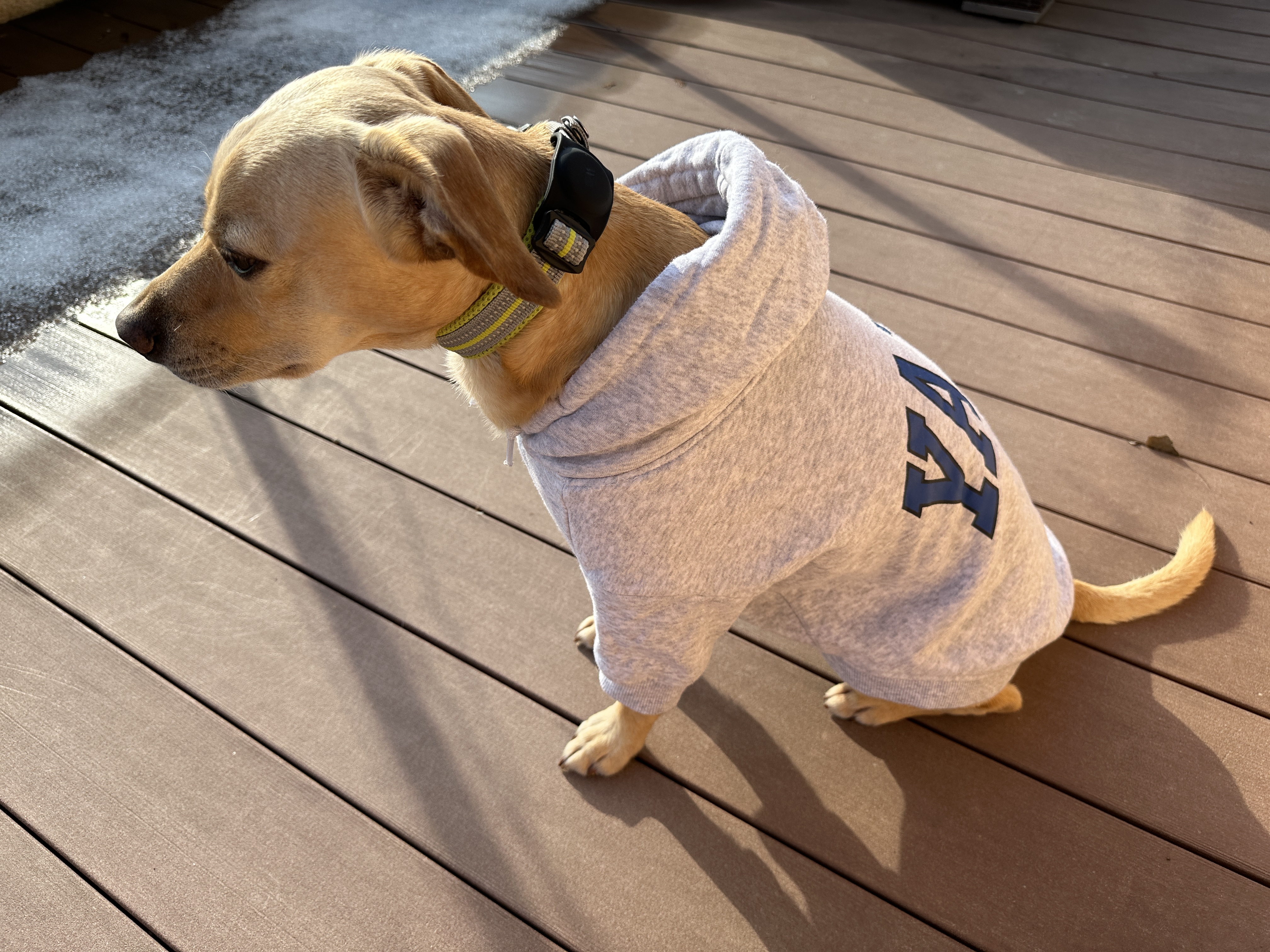 dog in gray sweater sitting