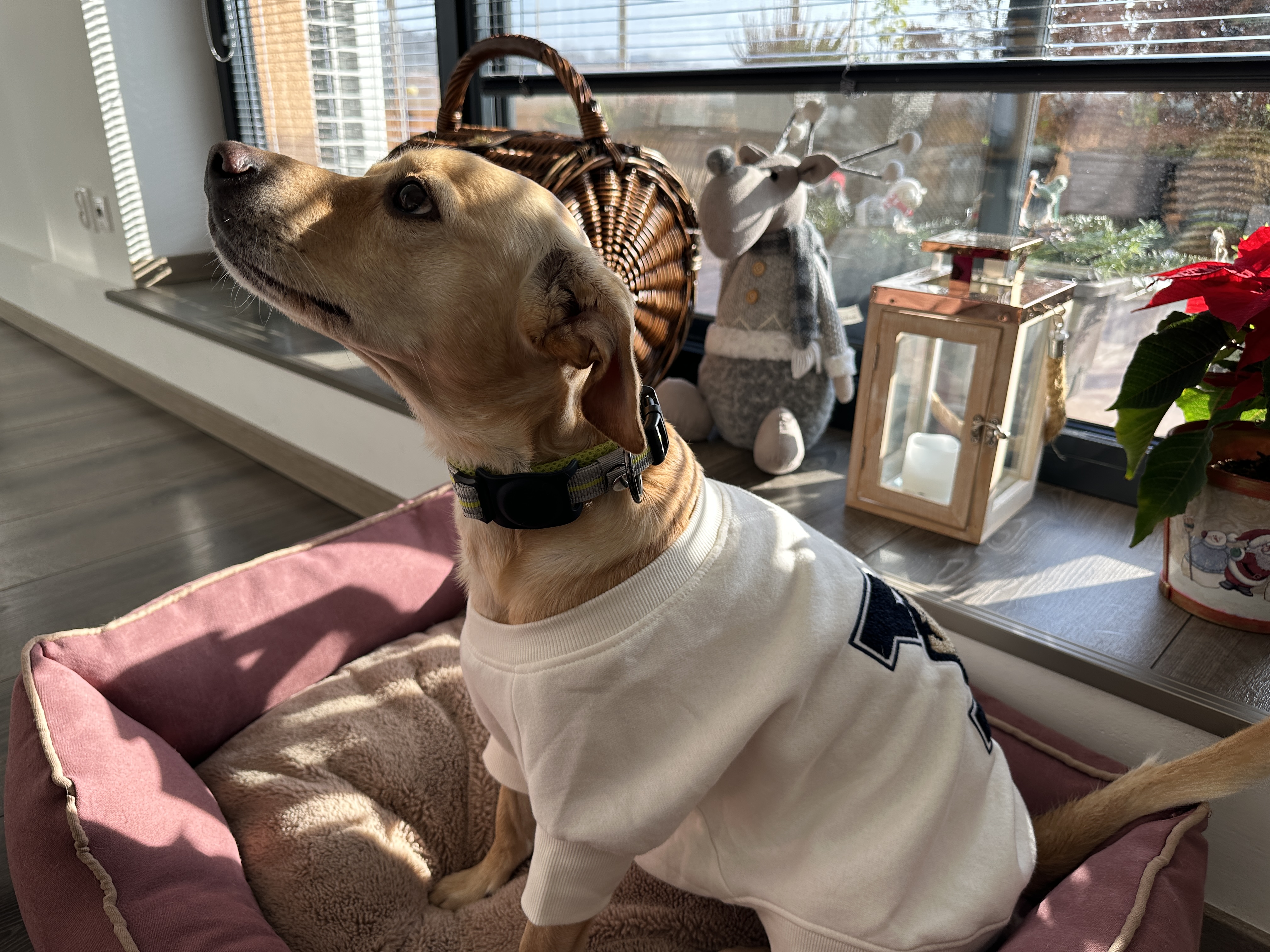 dog in sweater by window