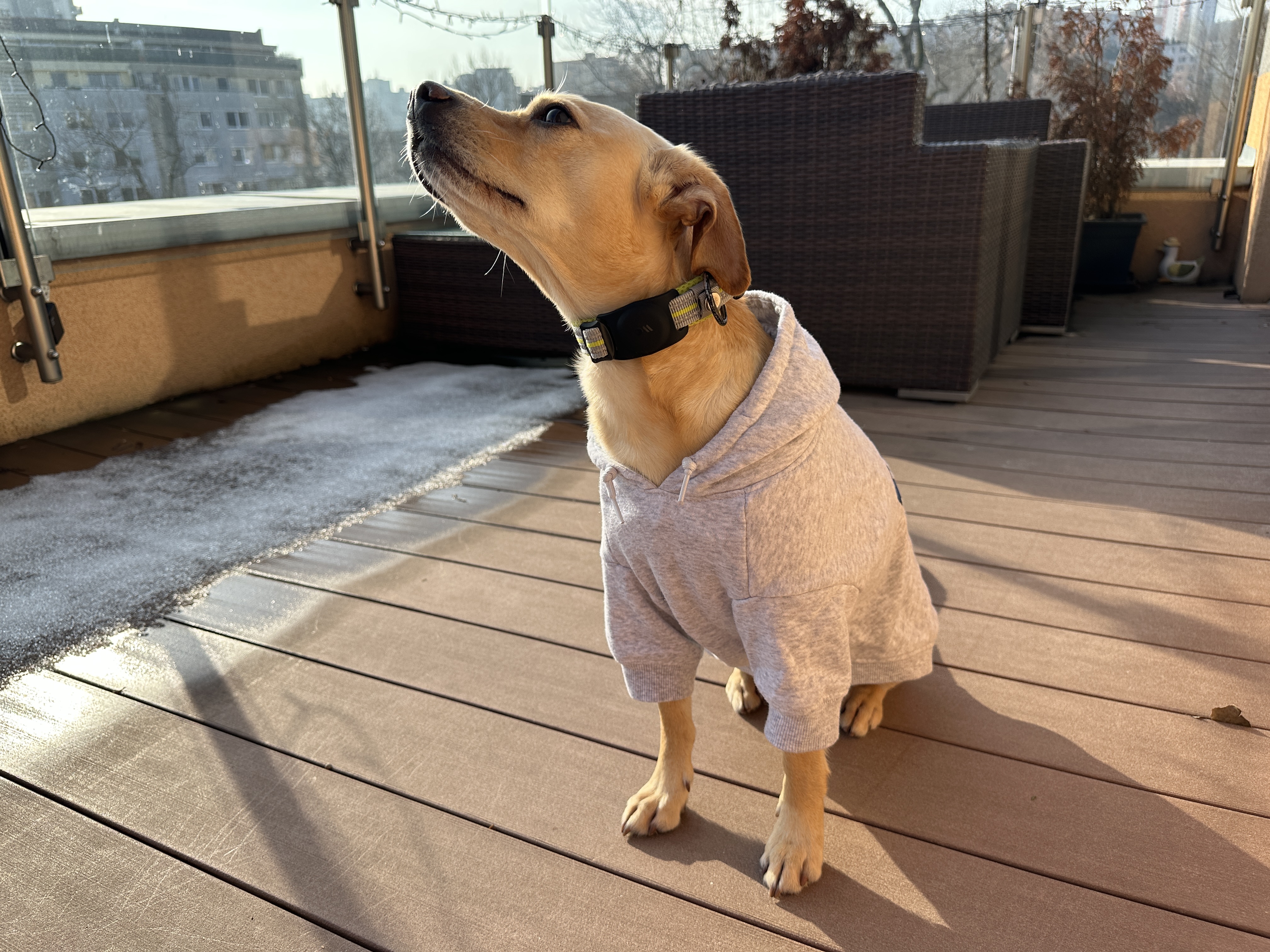 dog in sweater on deck