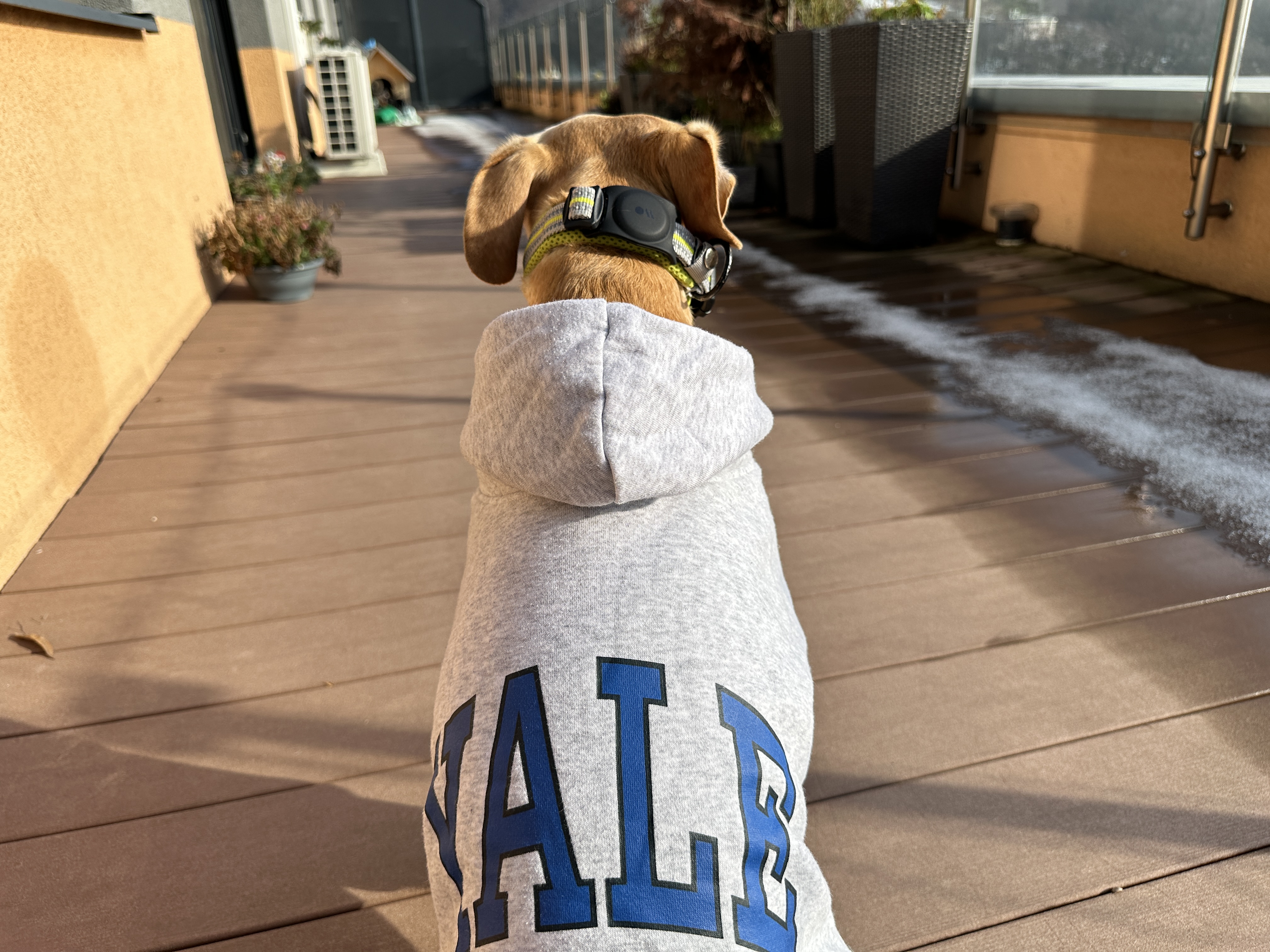 dog in yale hoodie on deck