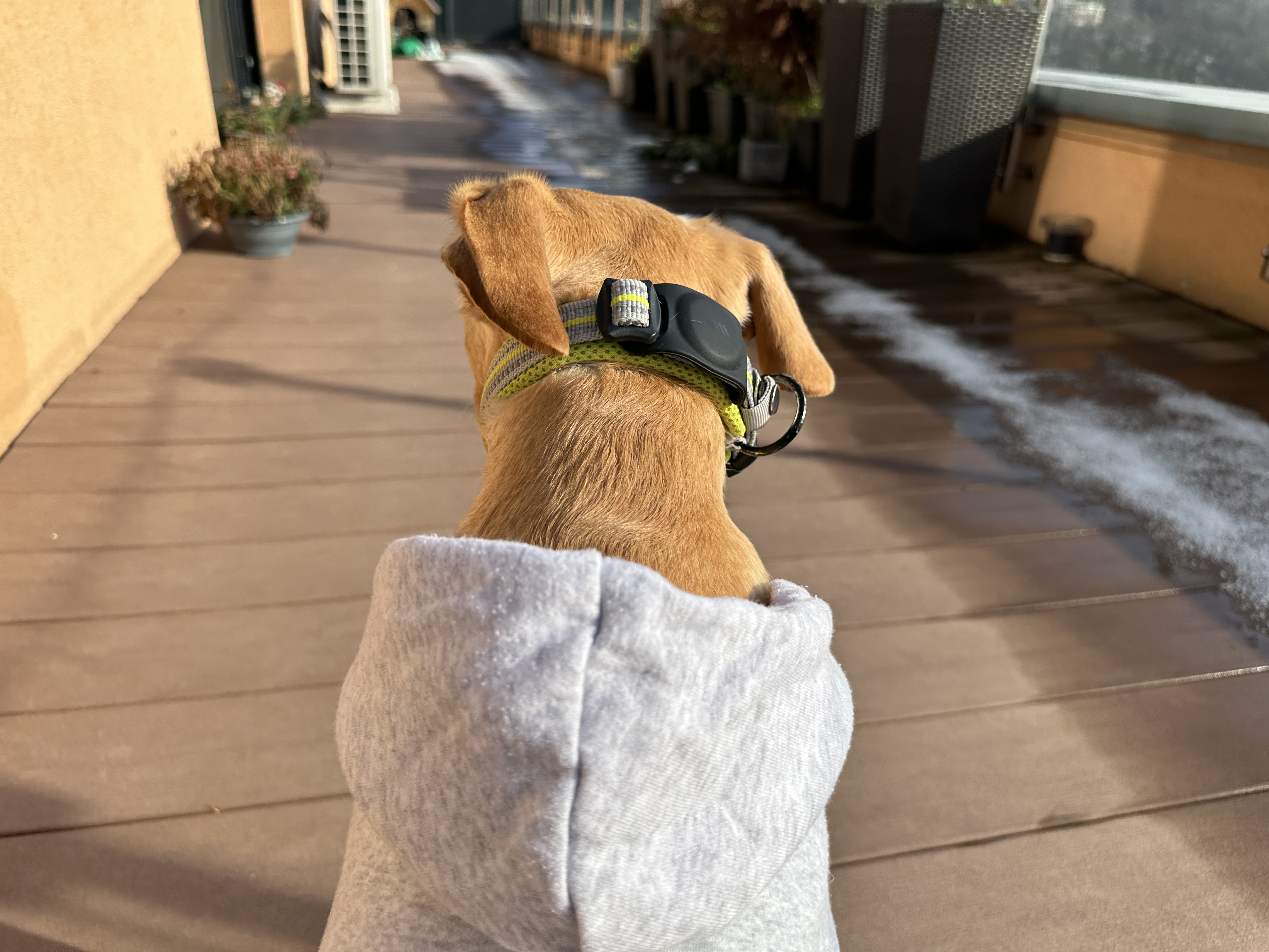 dog on deck with collar