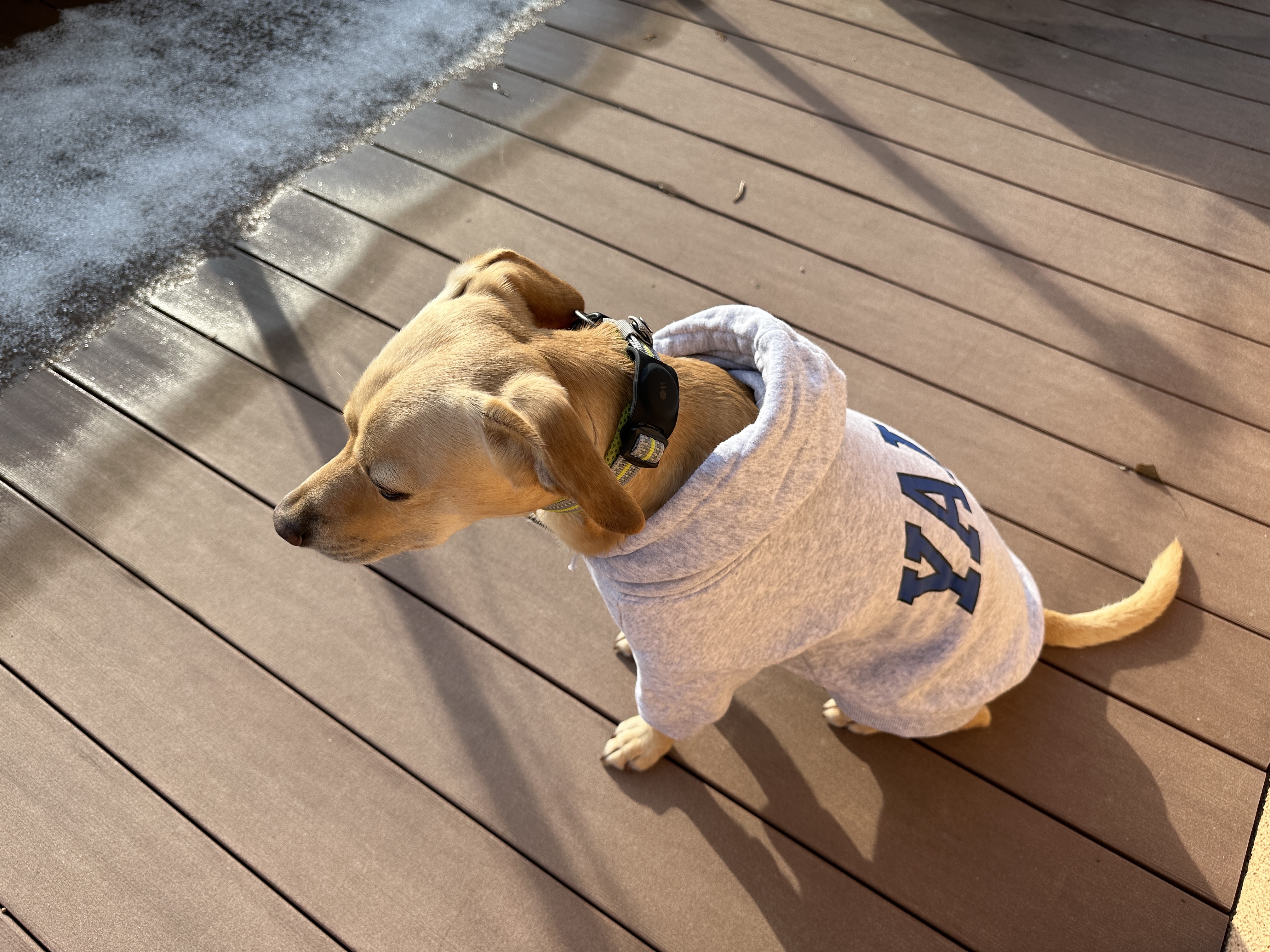 dog sitting in gray sweater