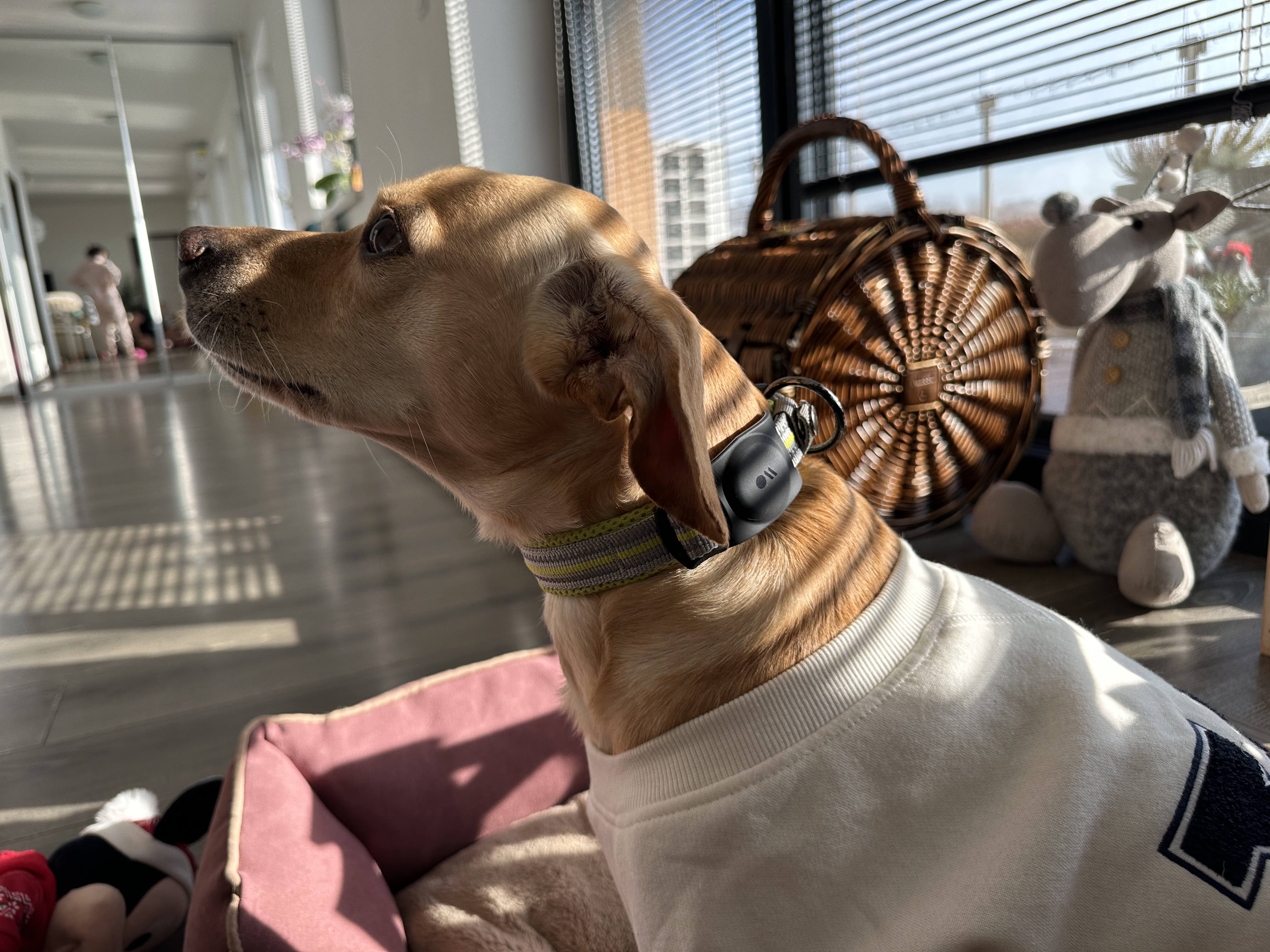 dog wearing collar in room