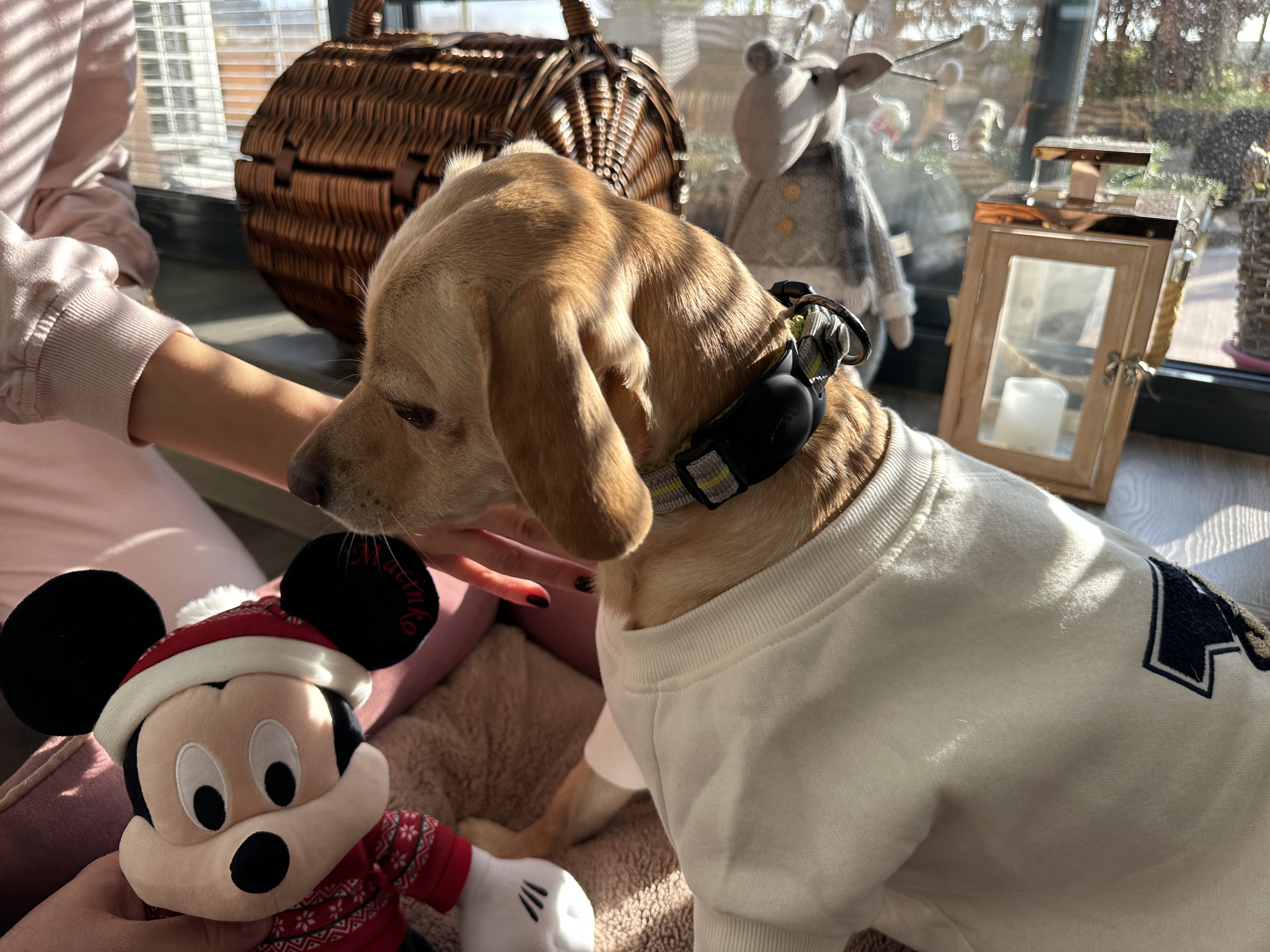 dog with mickey toy in bed