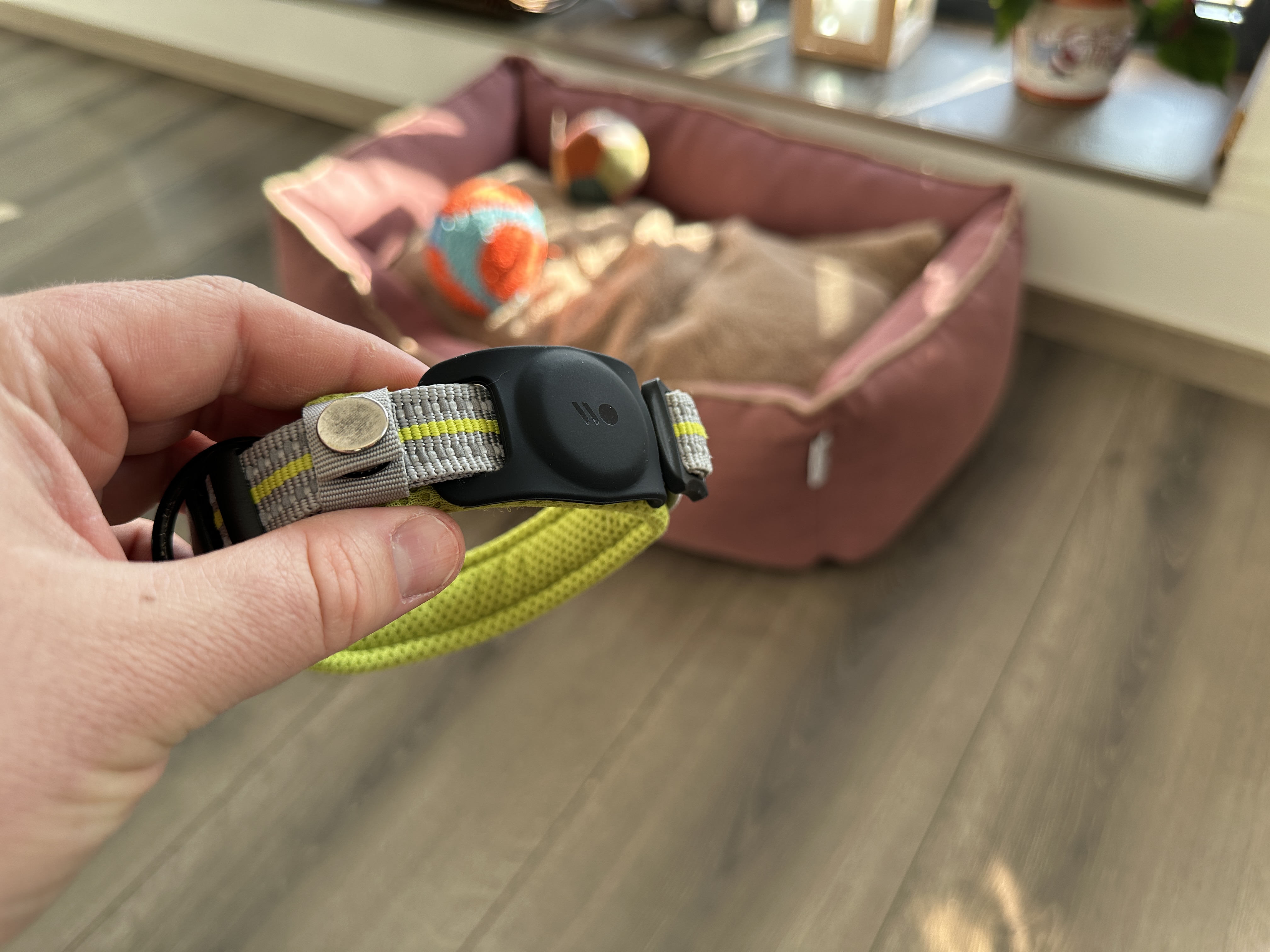 hand holding dog collar side view