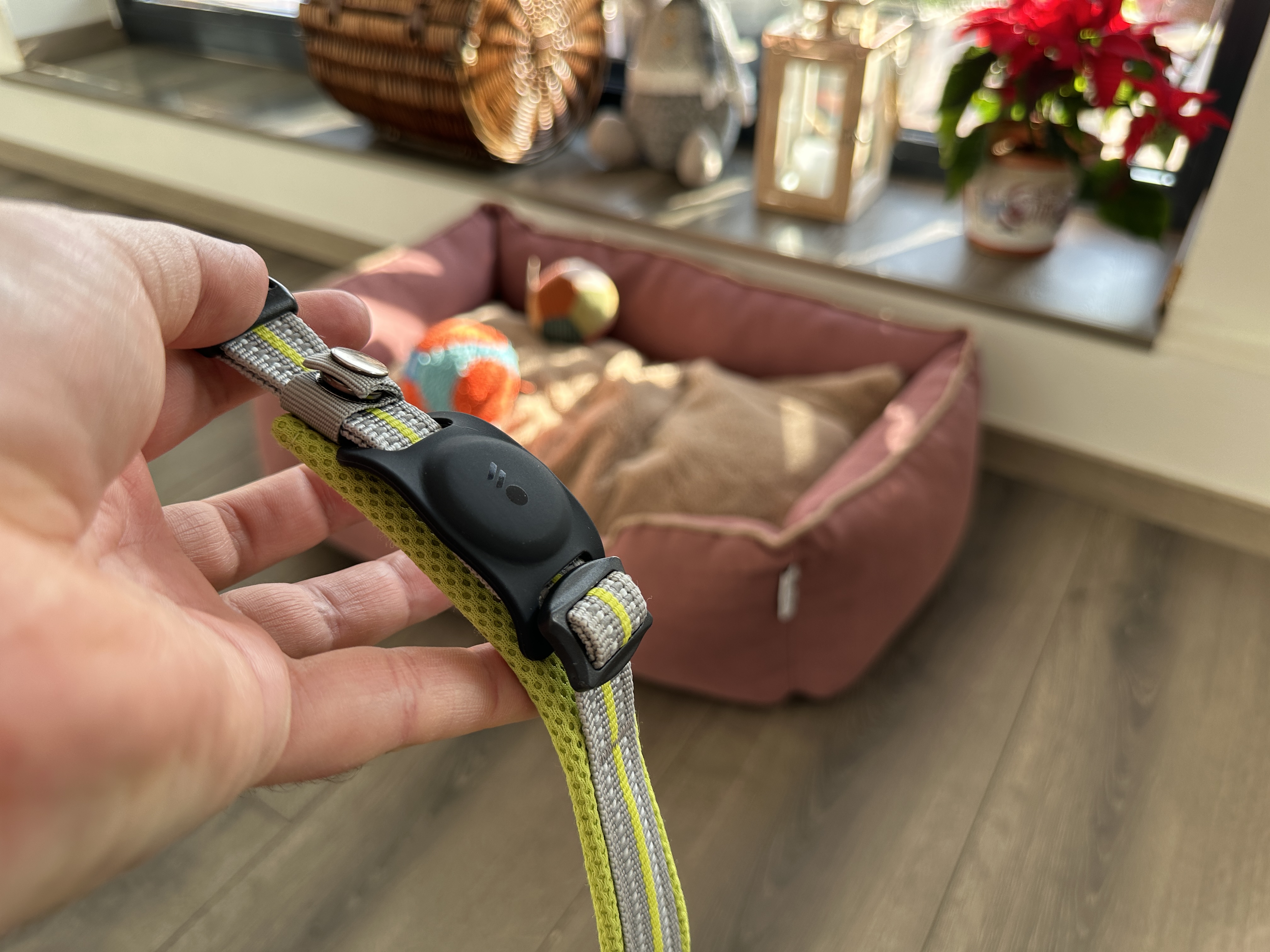 hand holding dog collar with bed