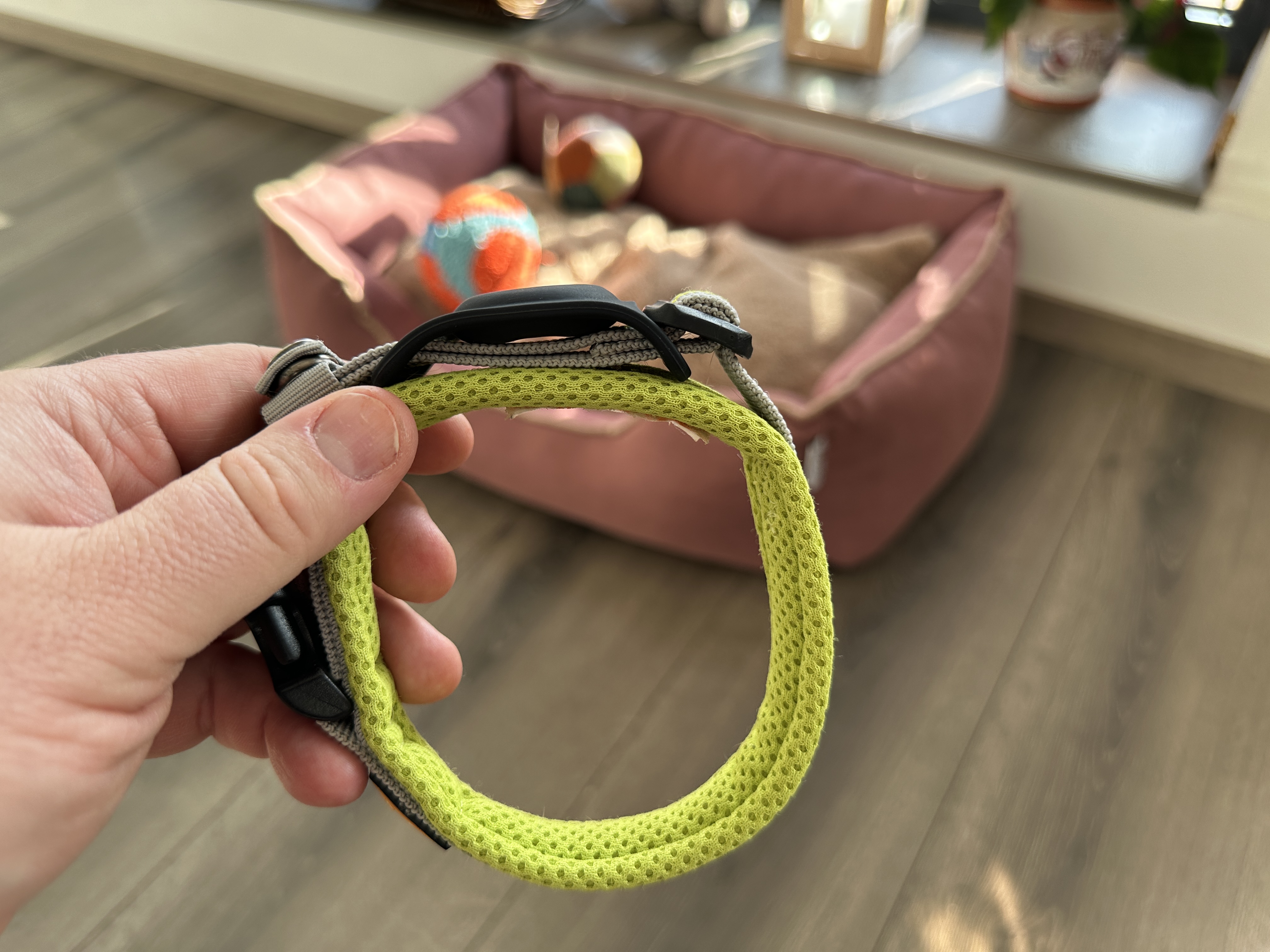 hand holding dog collar