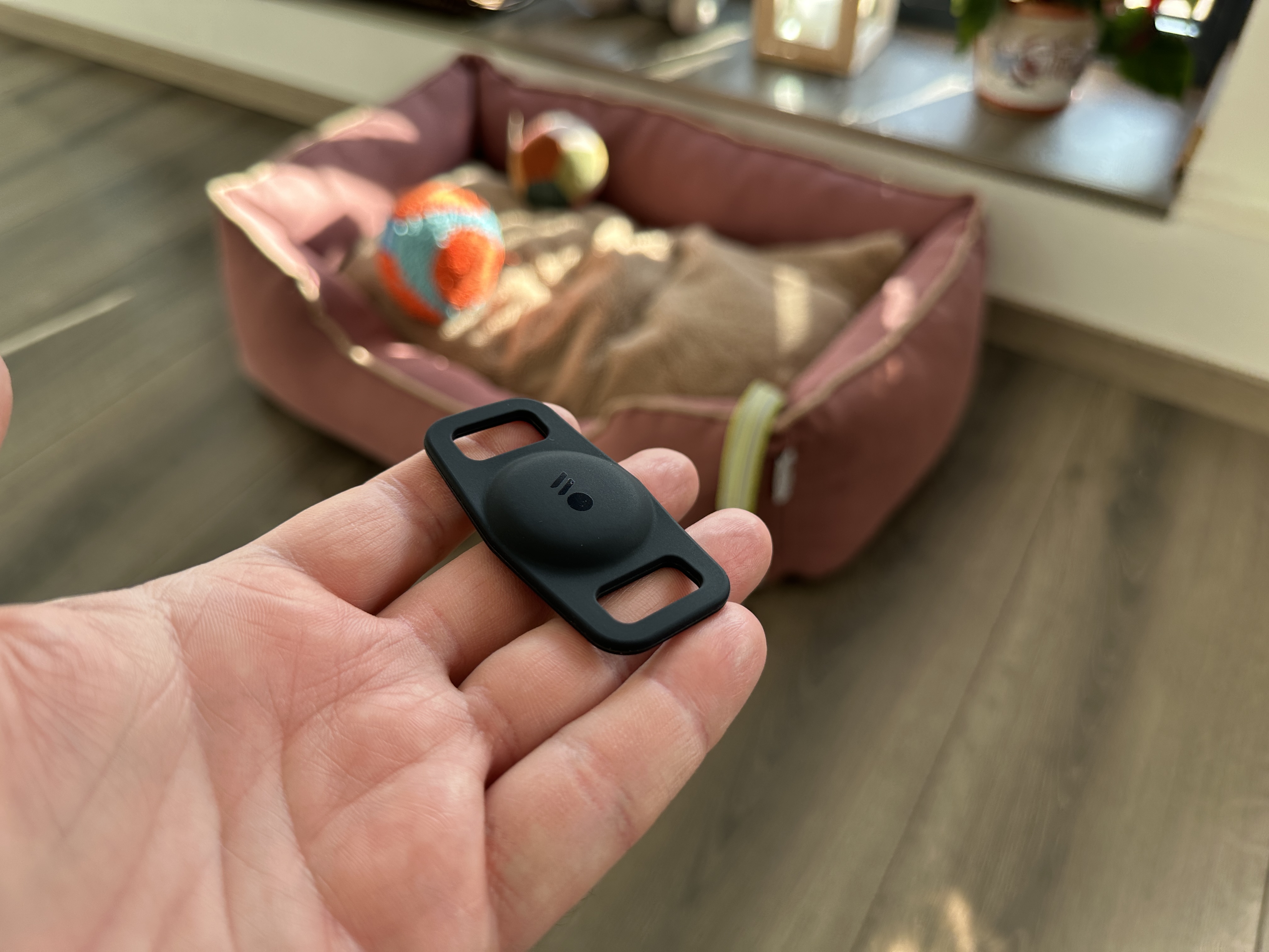 hand holding dog tag in front of dog bed