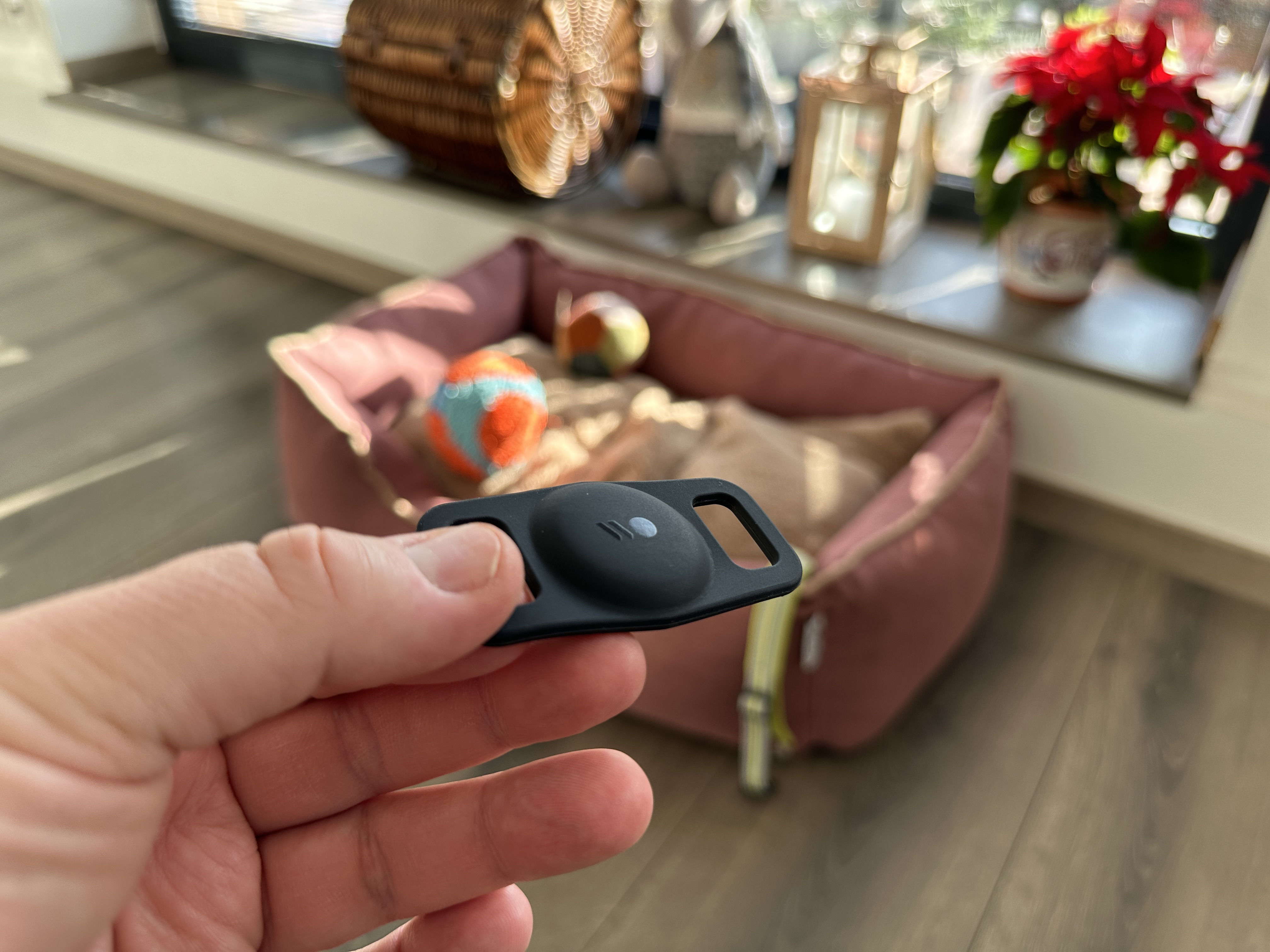 hand holding dog tag in living room