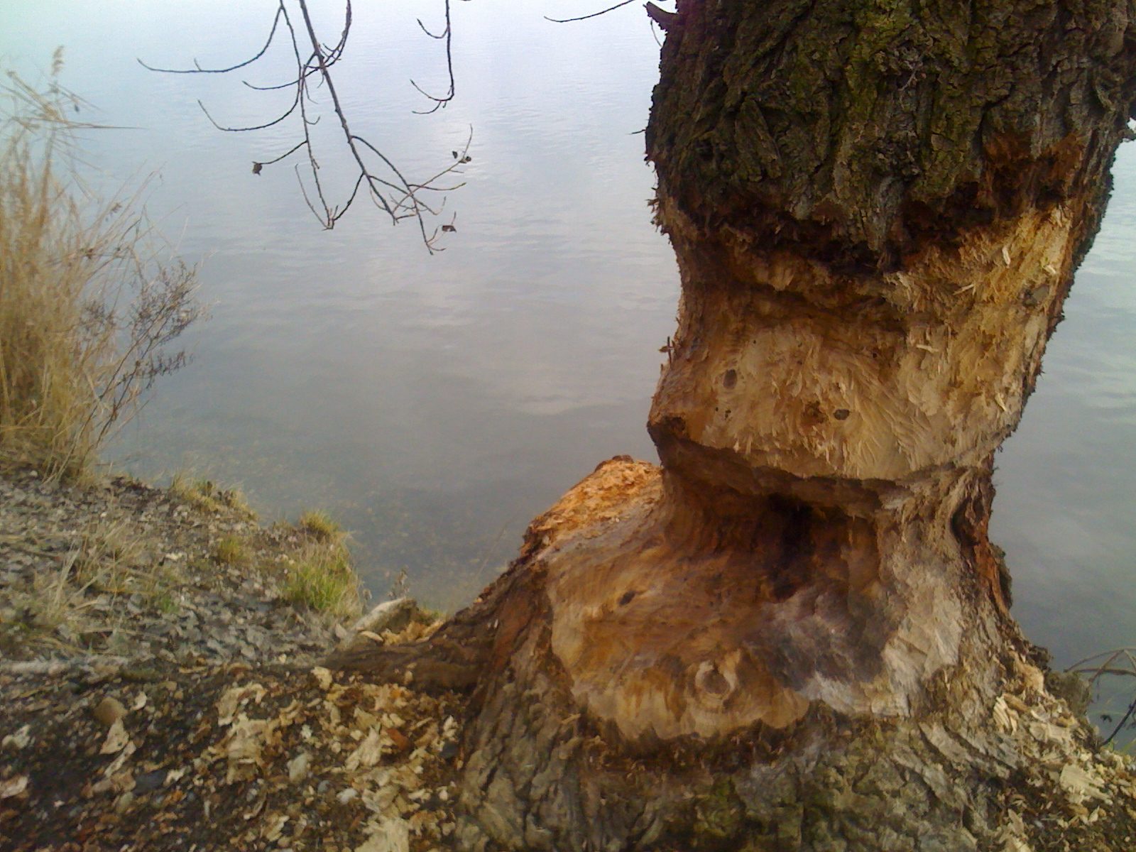tree trunk by water