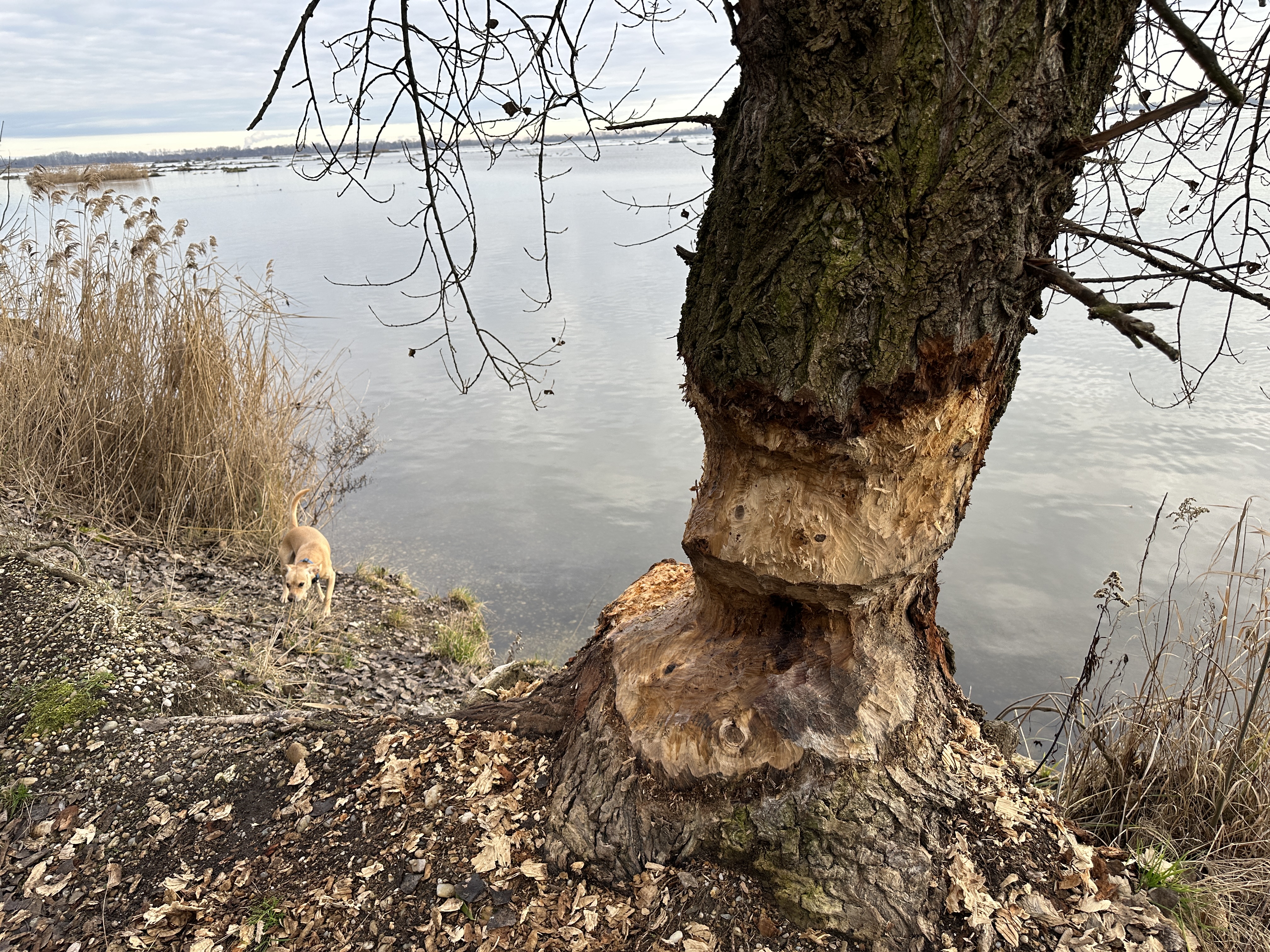 tree trunk lake view