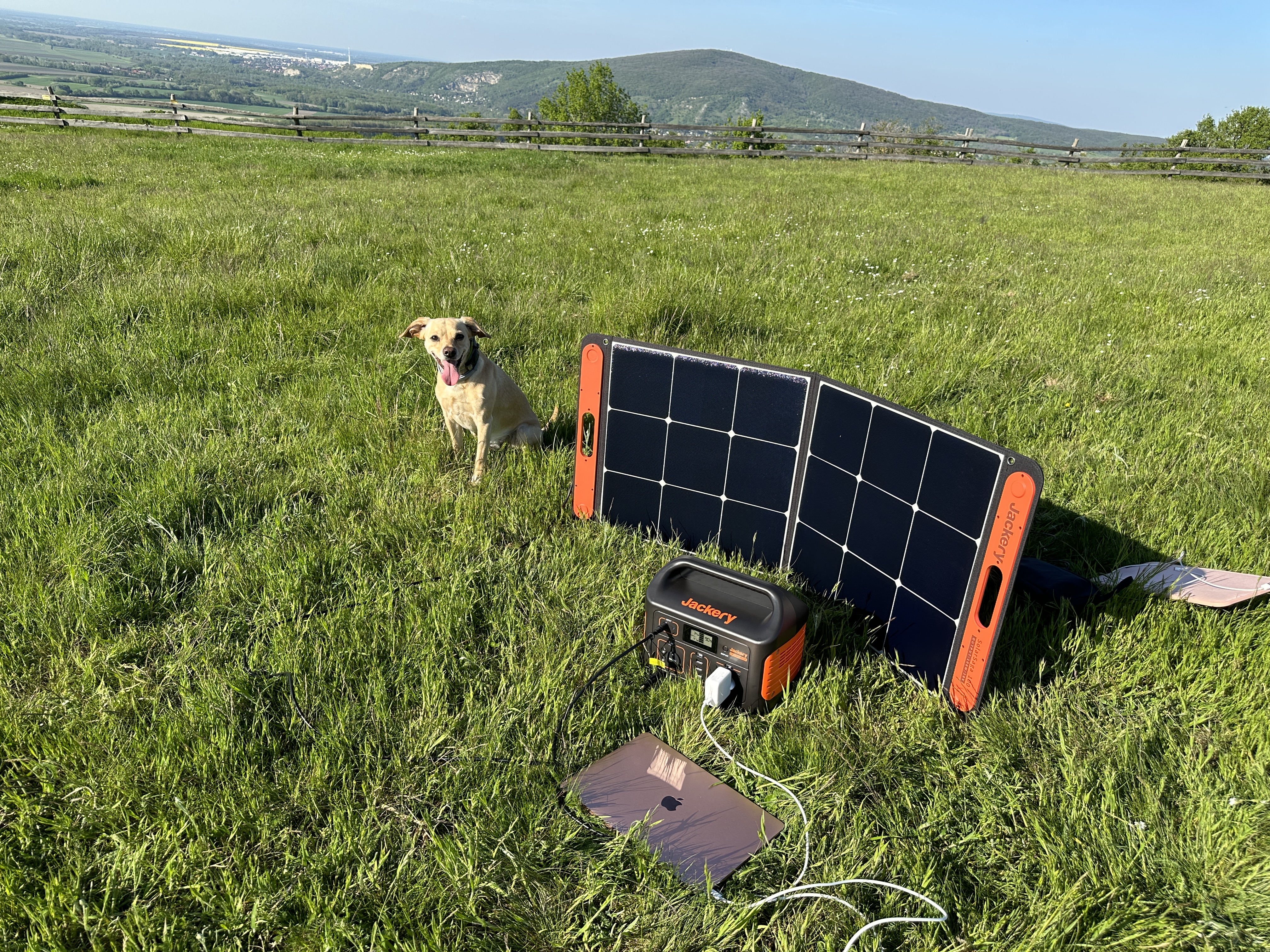 solar panel dog field
