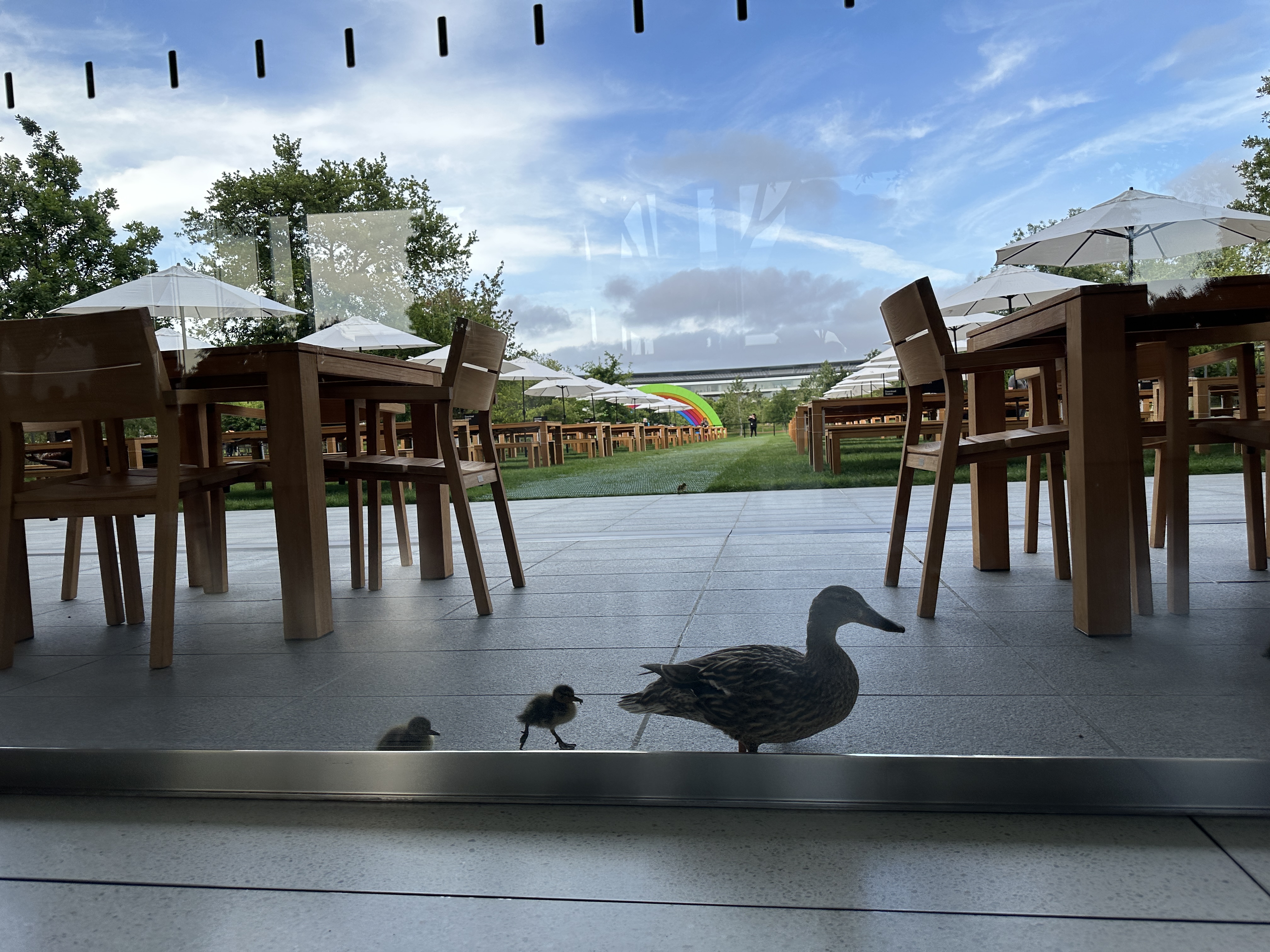 ducks outside cafe window