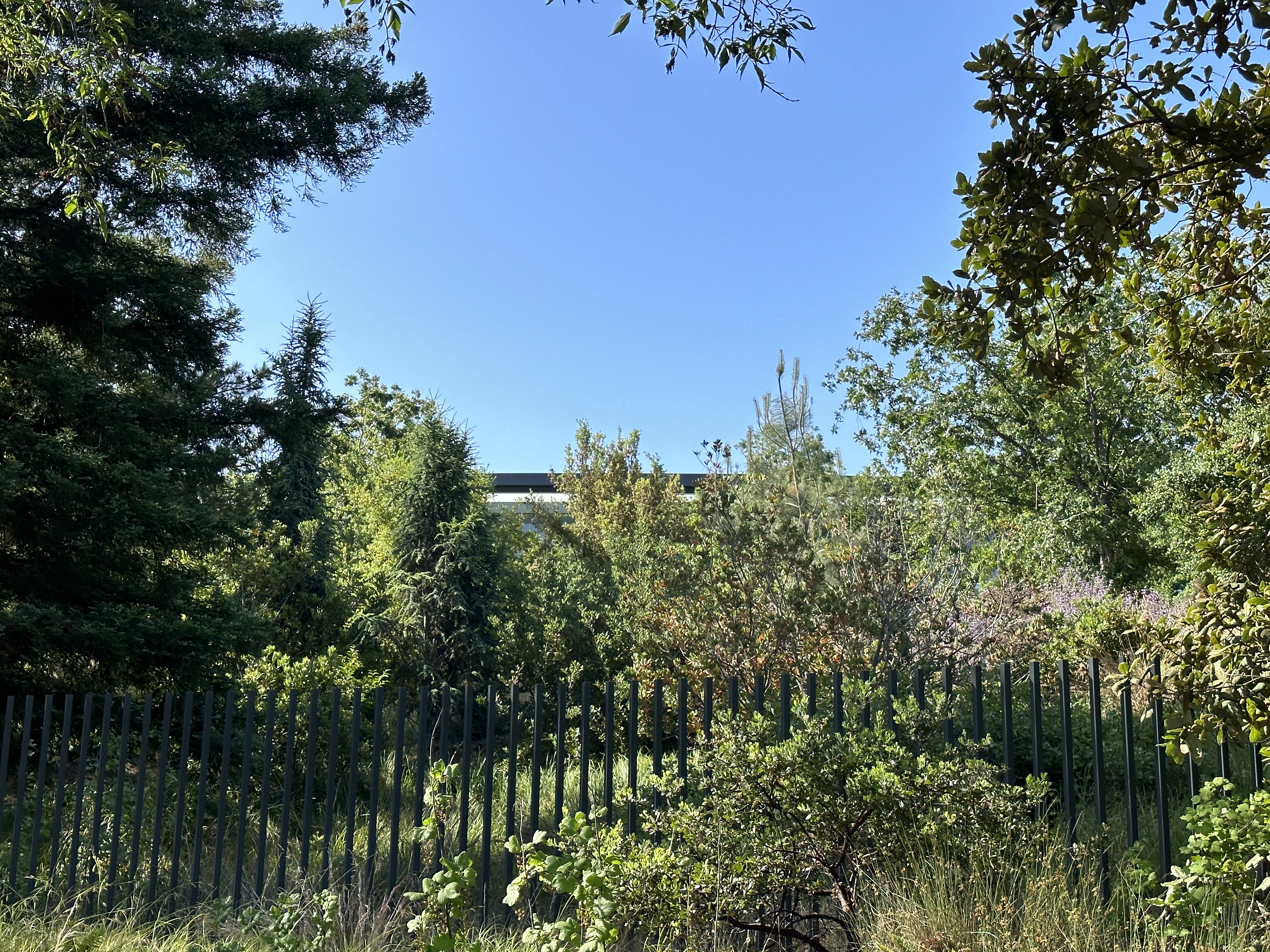 greenery behind fence