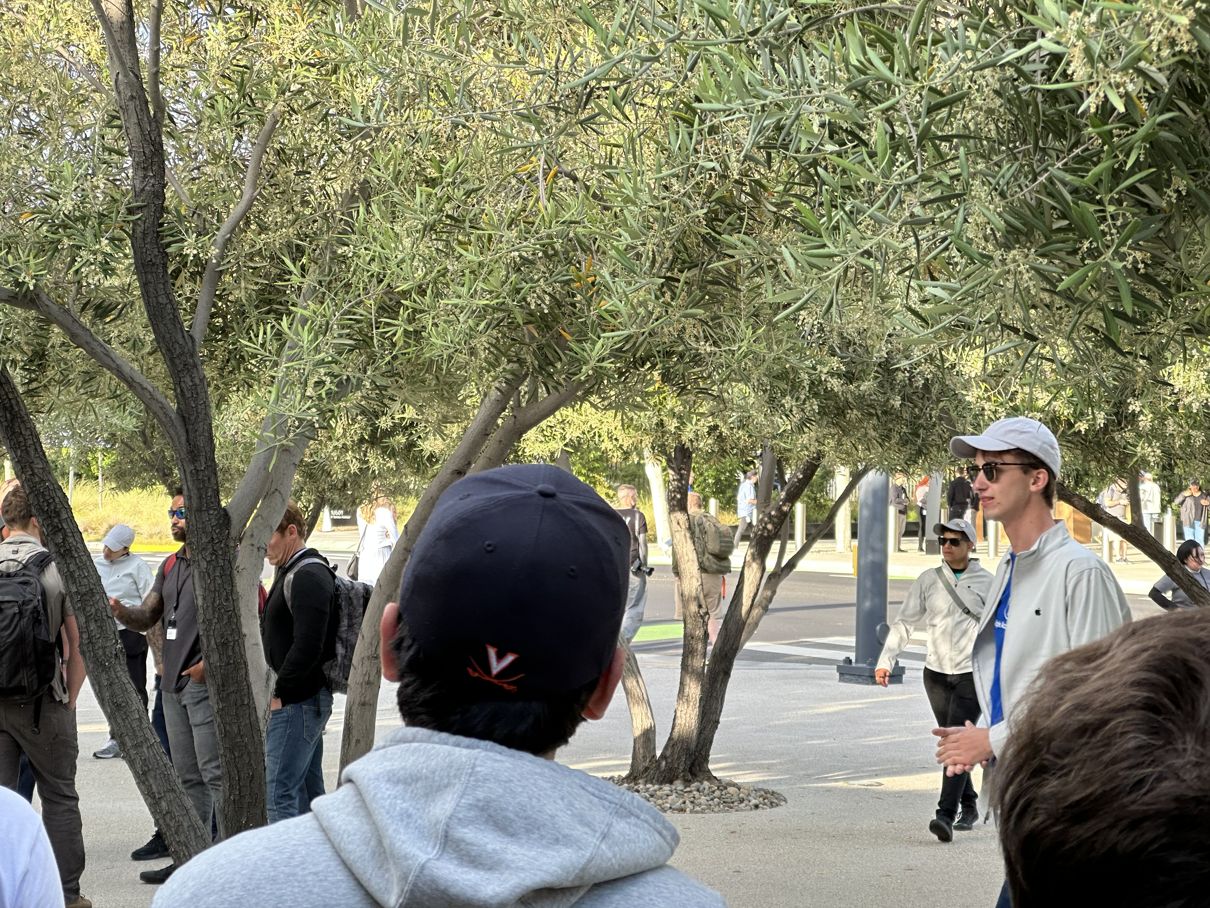 group gathering trees