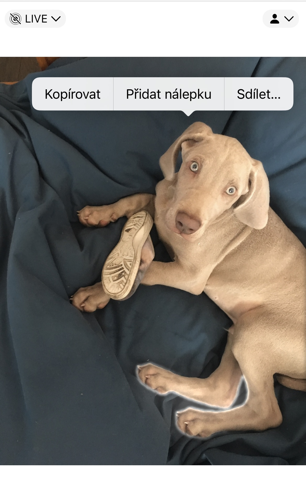 iOS 17 Fotky 4 iOS 17 Fotky 4