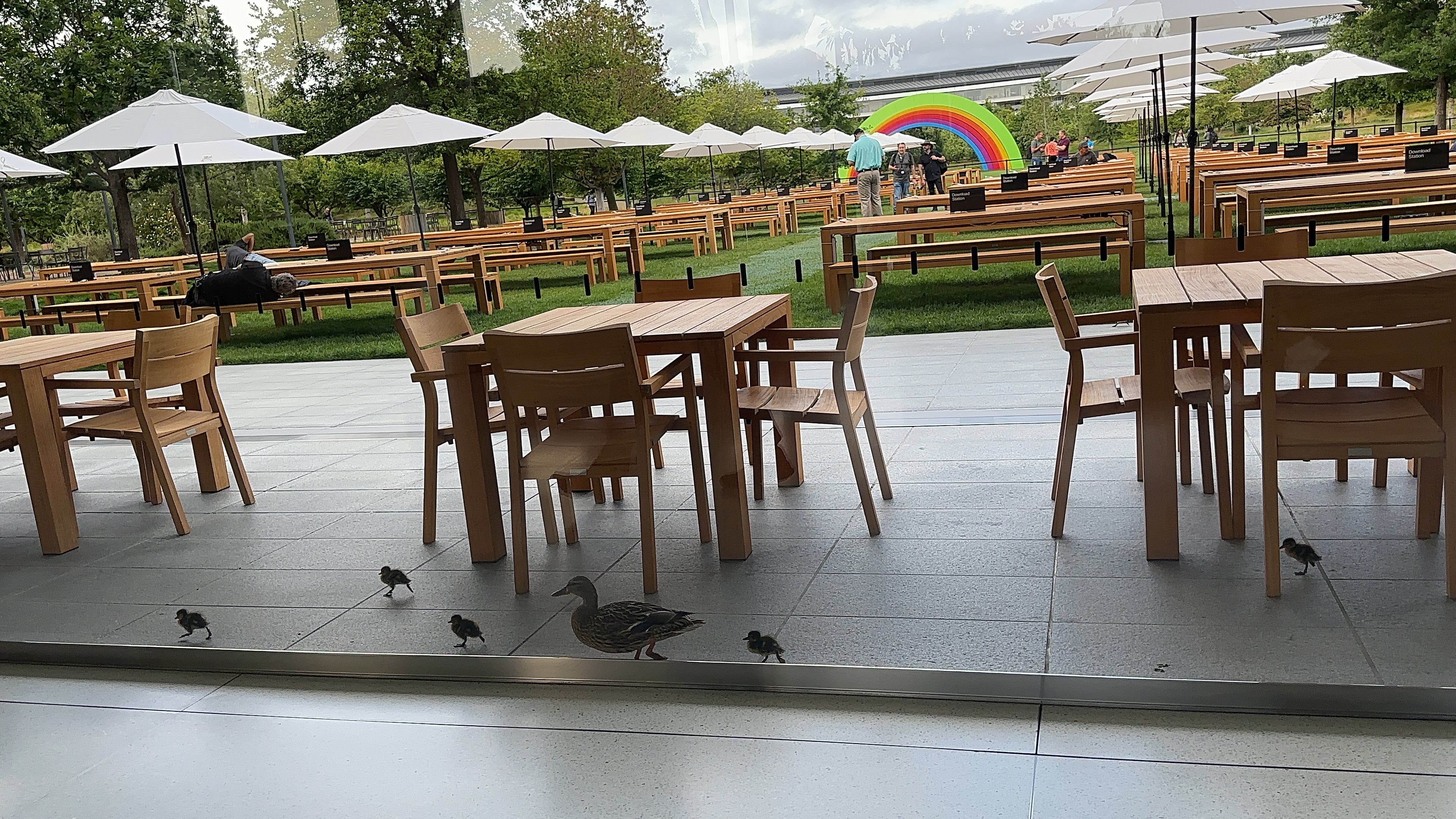 patio seating ducks rainbow