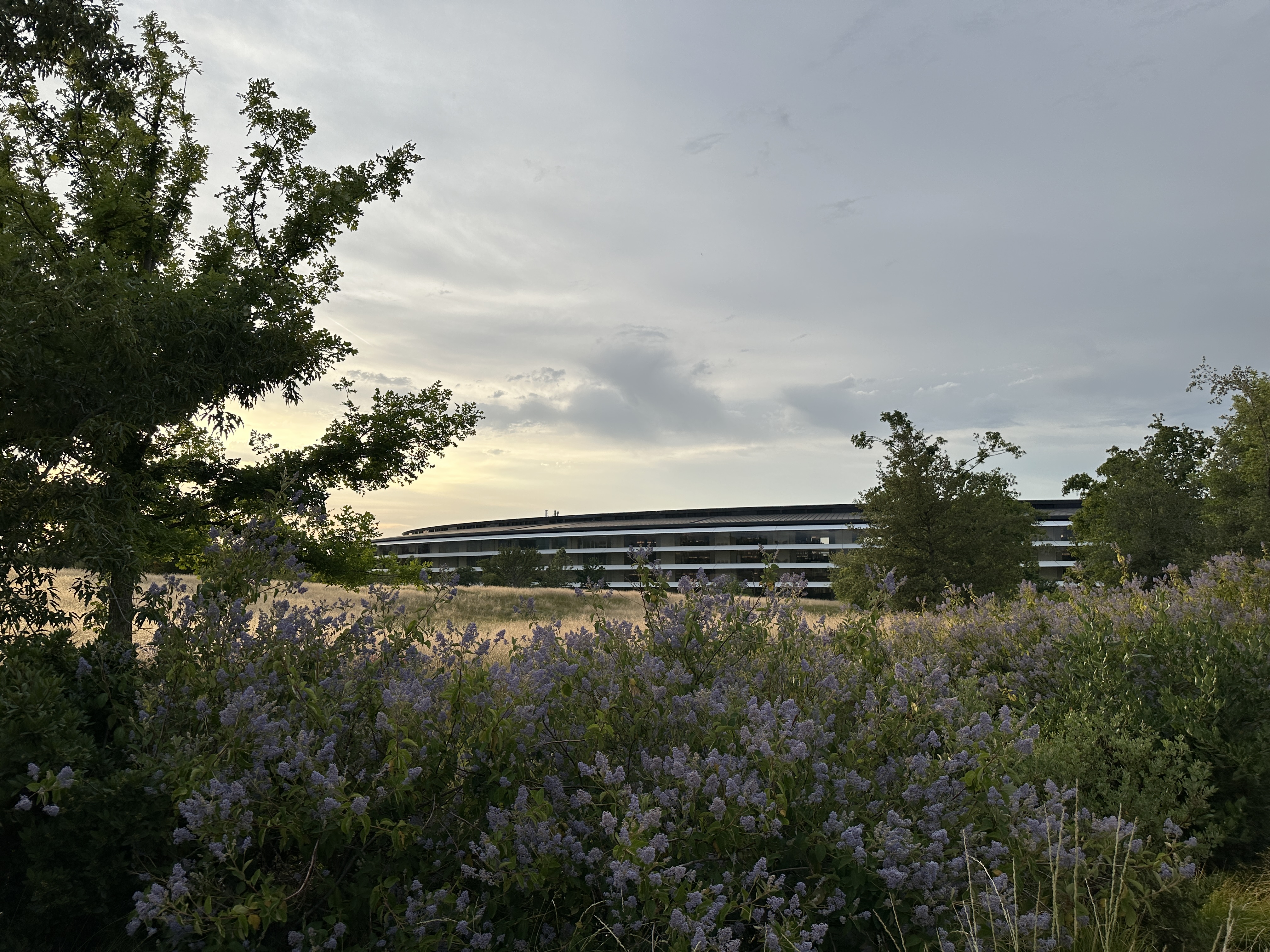 apple campus nature