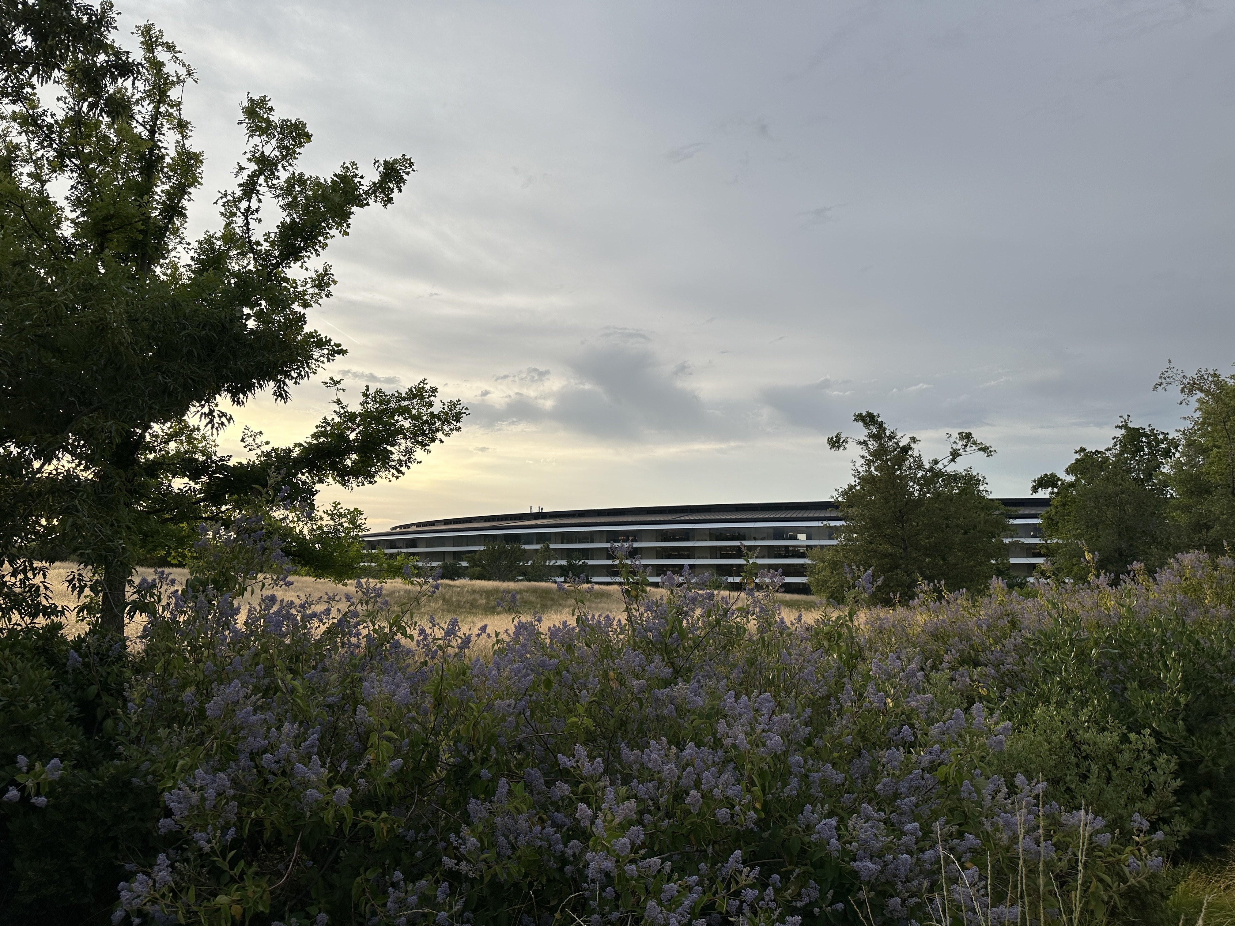 apple campus with trees