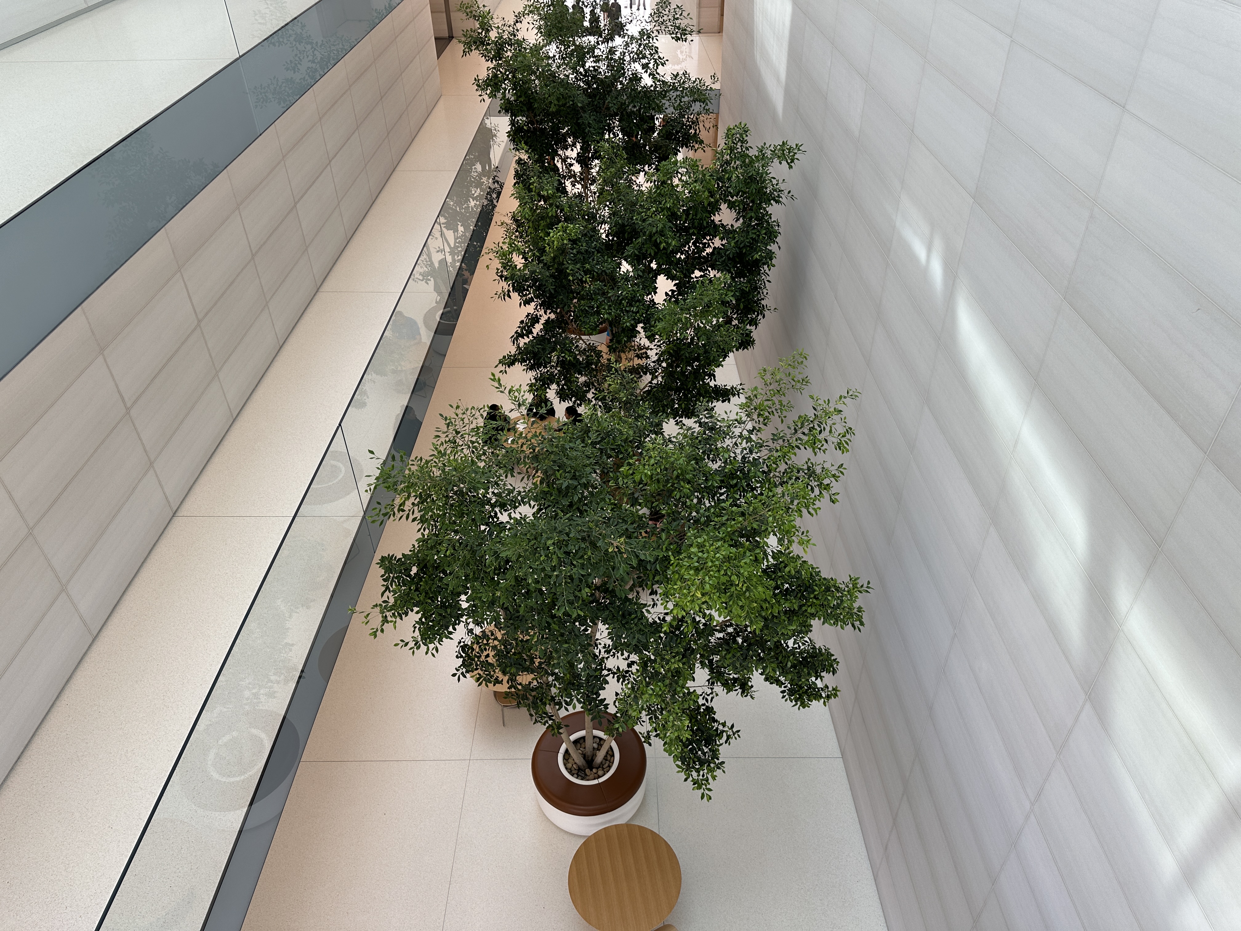 indoor trees modern building