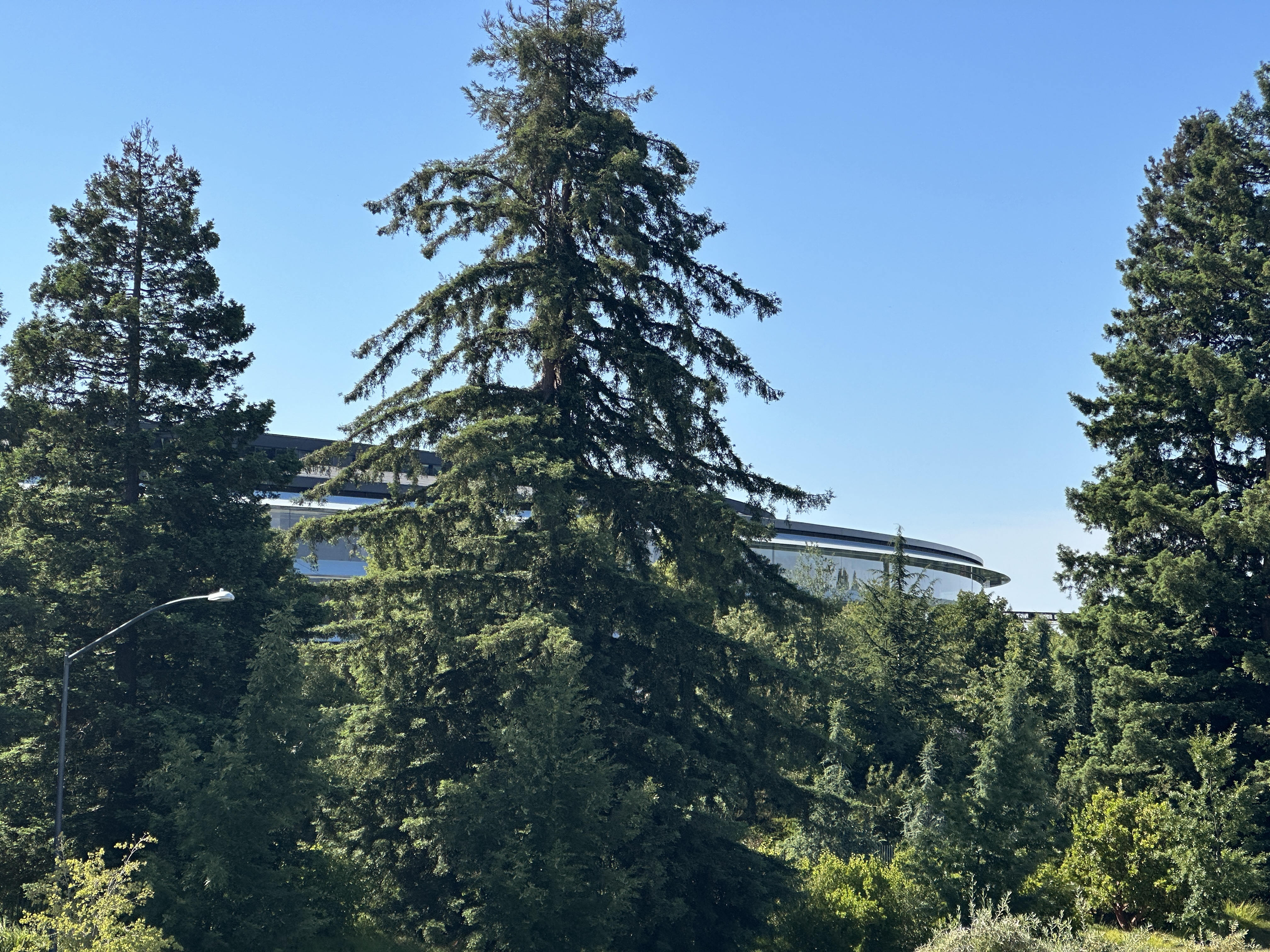 tall trees with building