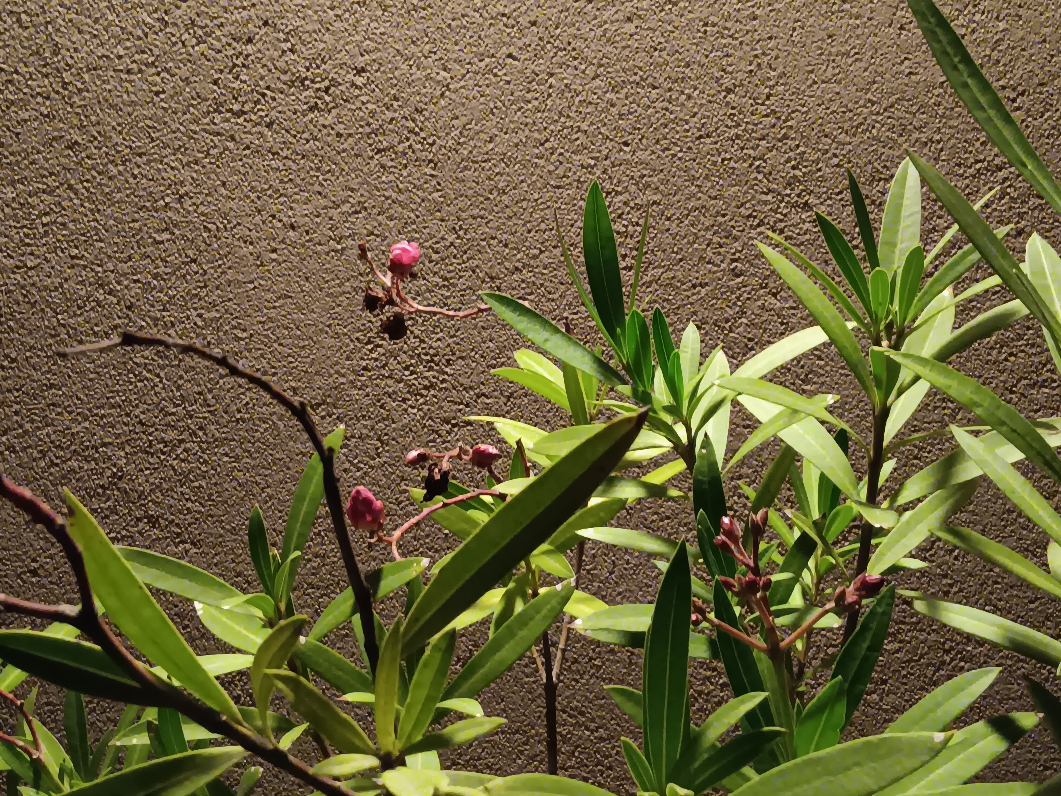 close up green leaves