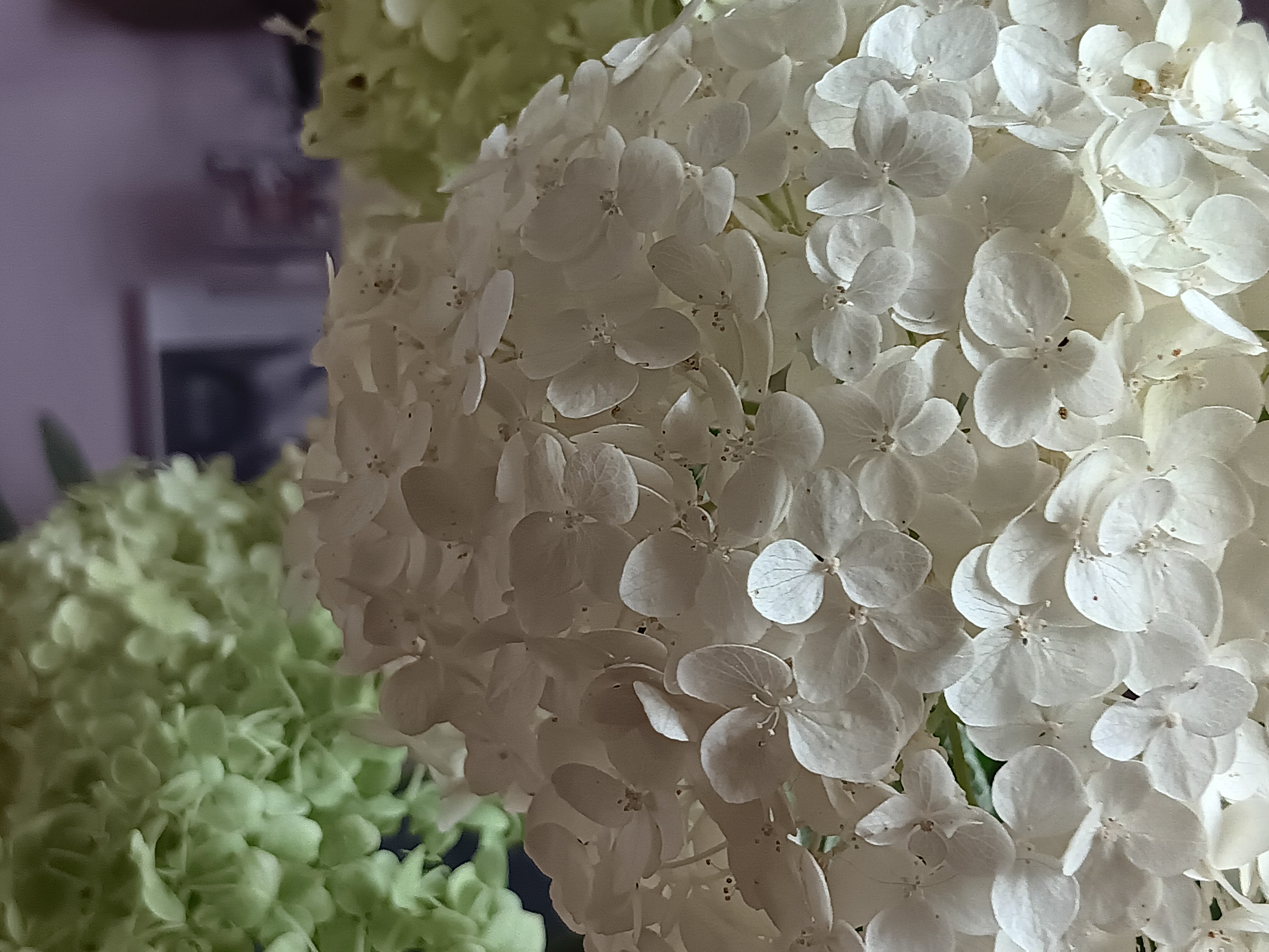 close up hydrangea flowers