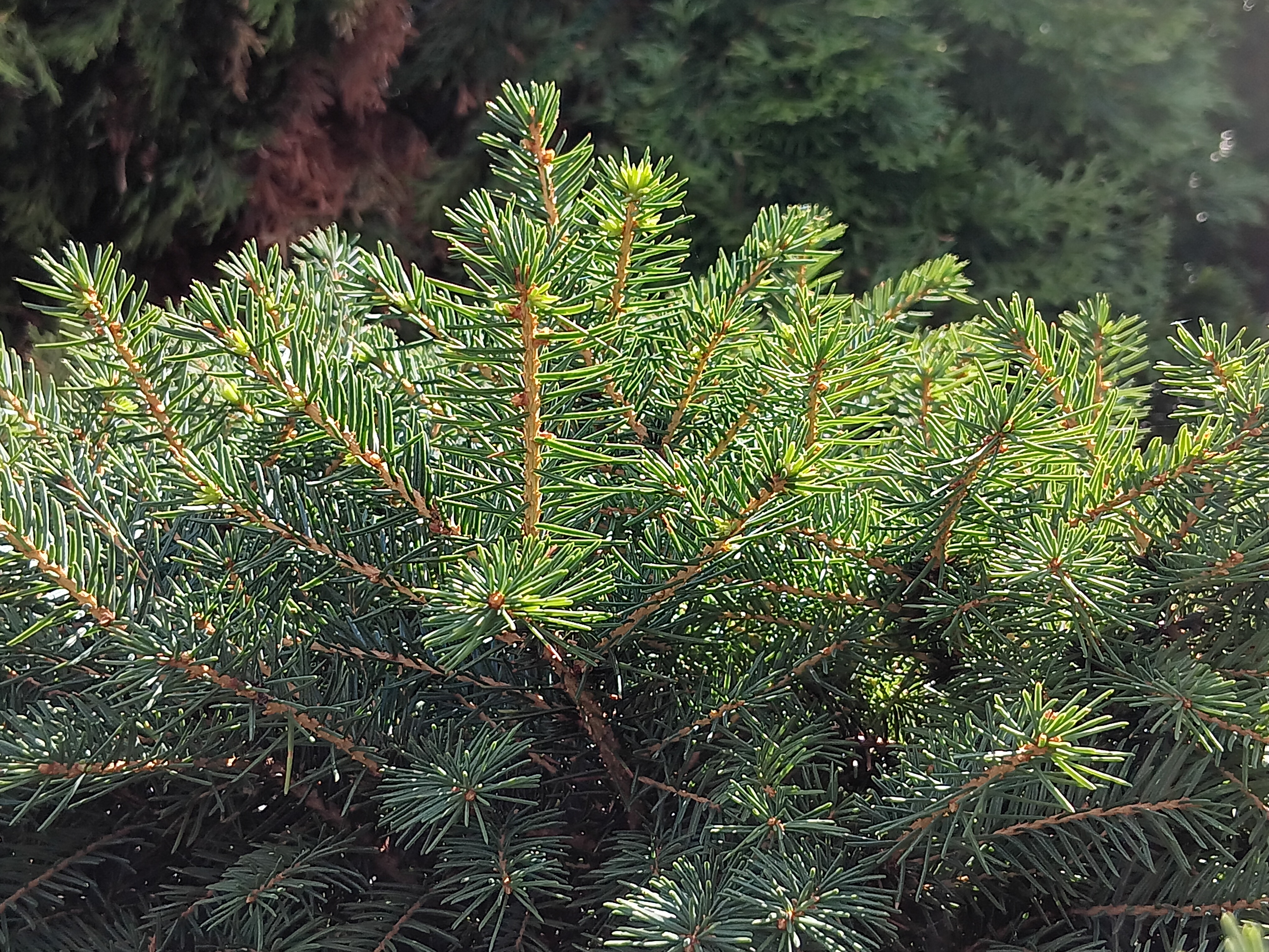 closeup of evergreen bush