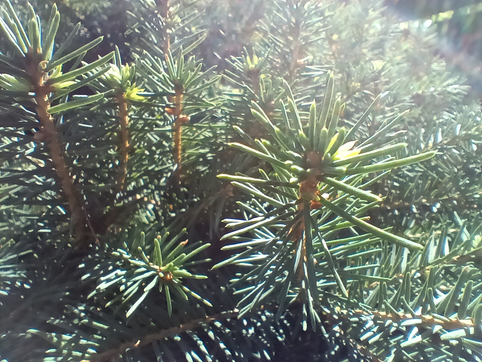 closeup of pine needles