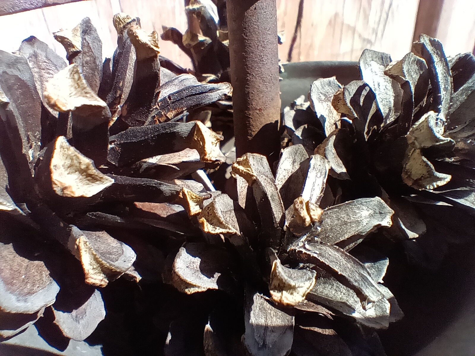 closeup of pinecones
