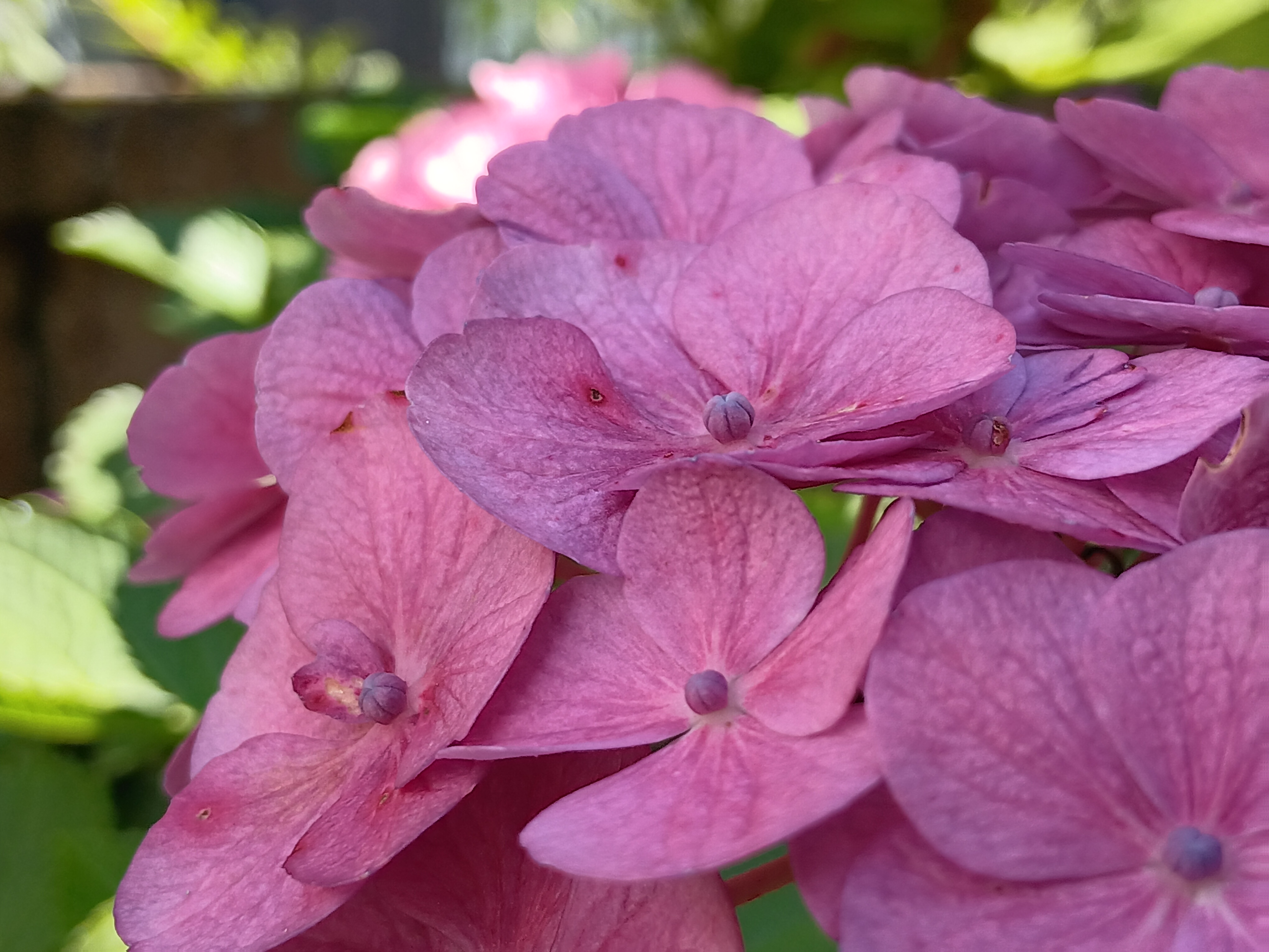 closeup of pink hydrangea